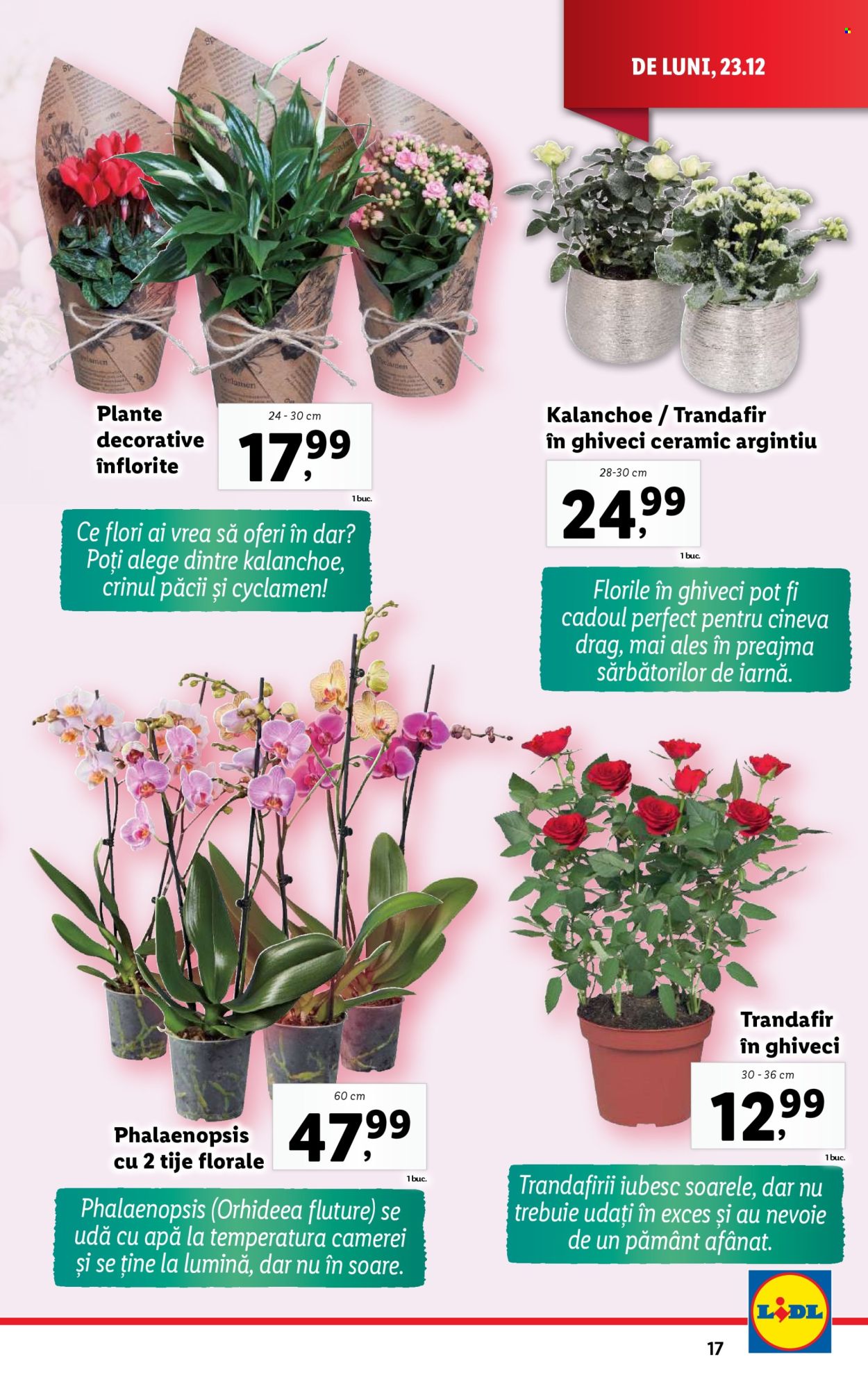 Catalog Lidl - 23.12.2024 - 24.12.2024. Pagina 17