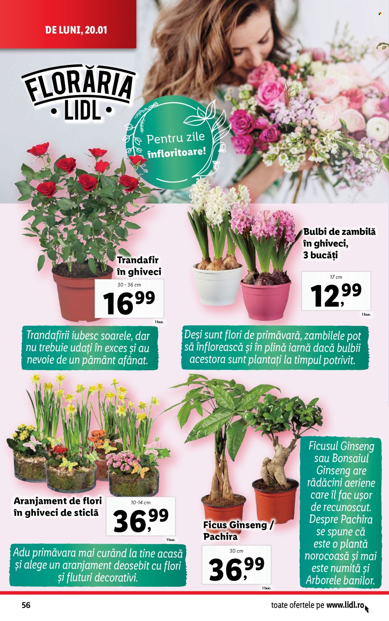 Catalog Lidl - 20.01.2025 - 26.01.2025. Pagina 56