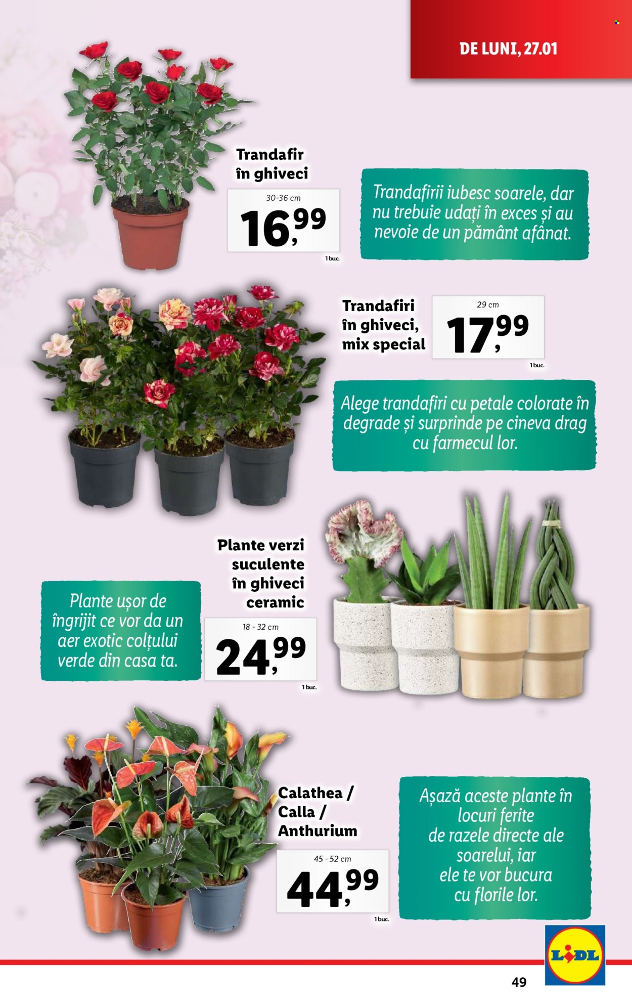Catalog Lidl - 27.01.2025 - 02.02.2025. Pagina 49