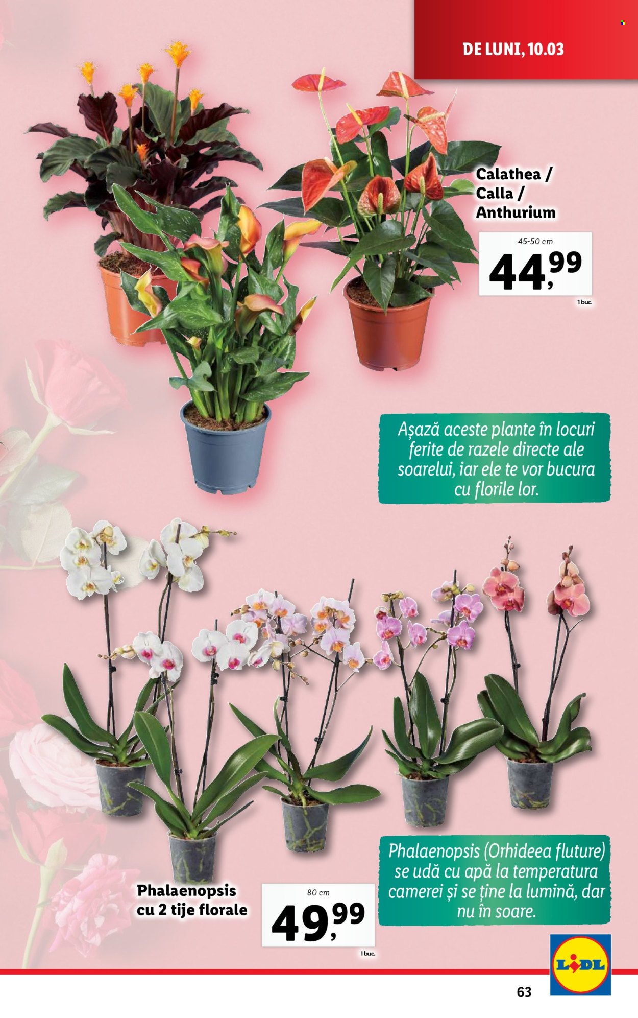 Catalog Lidl - 10.03.2025 - 16.03.2025. Pagina 63