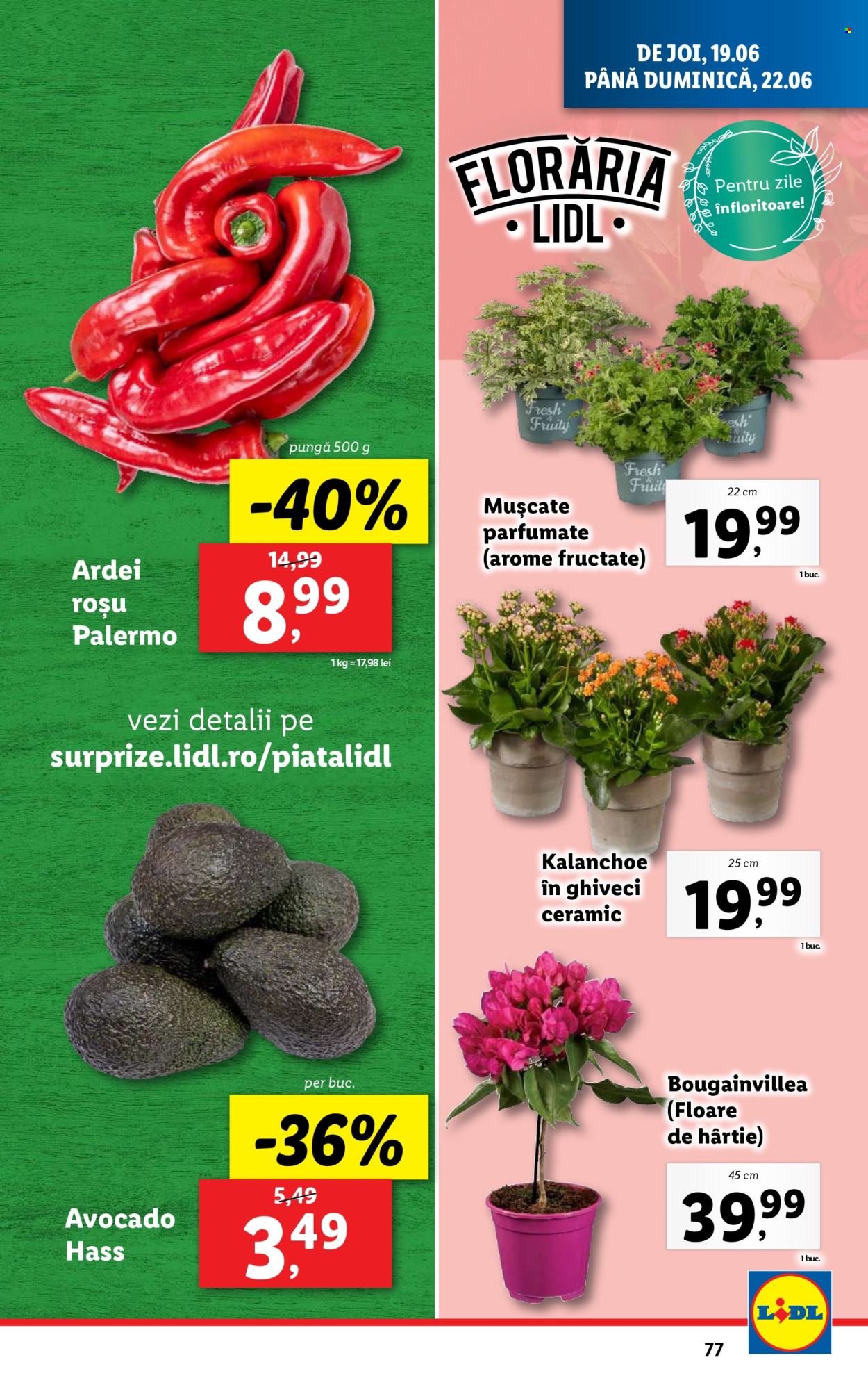 Catalog Lidl - 16.06.2025 - 22.06.2025. Pagina 77