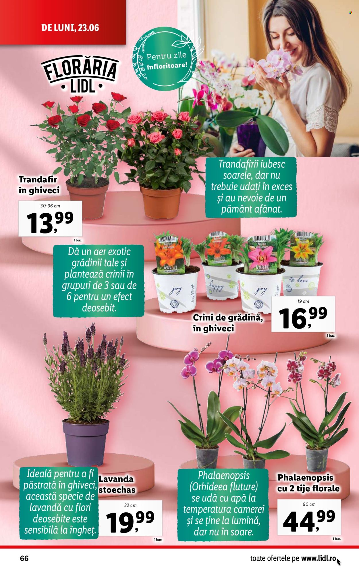Catalog Lidl - 23.06.2025 - 29.06.2025. Pagina 66