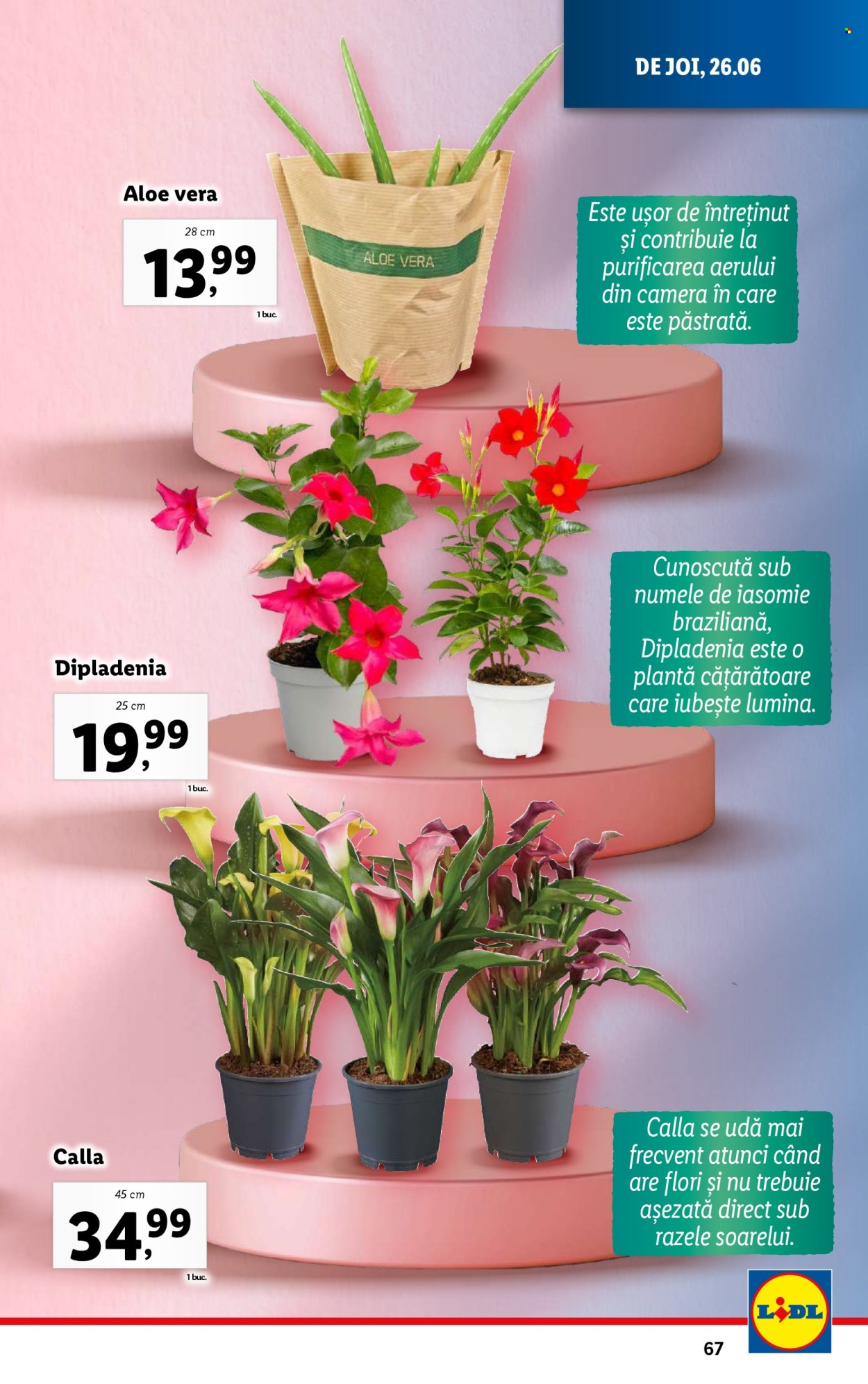 Catalog Lidl - 23.06.2025 - 29.06.2025. Pagina 67
