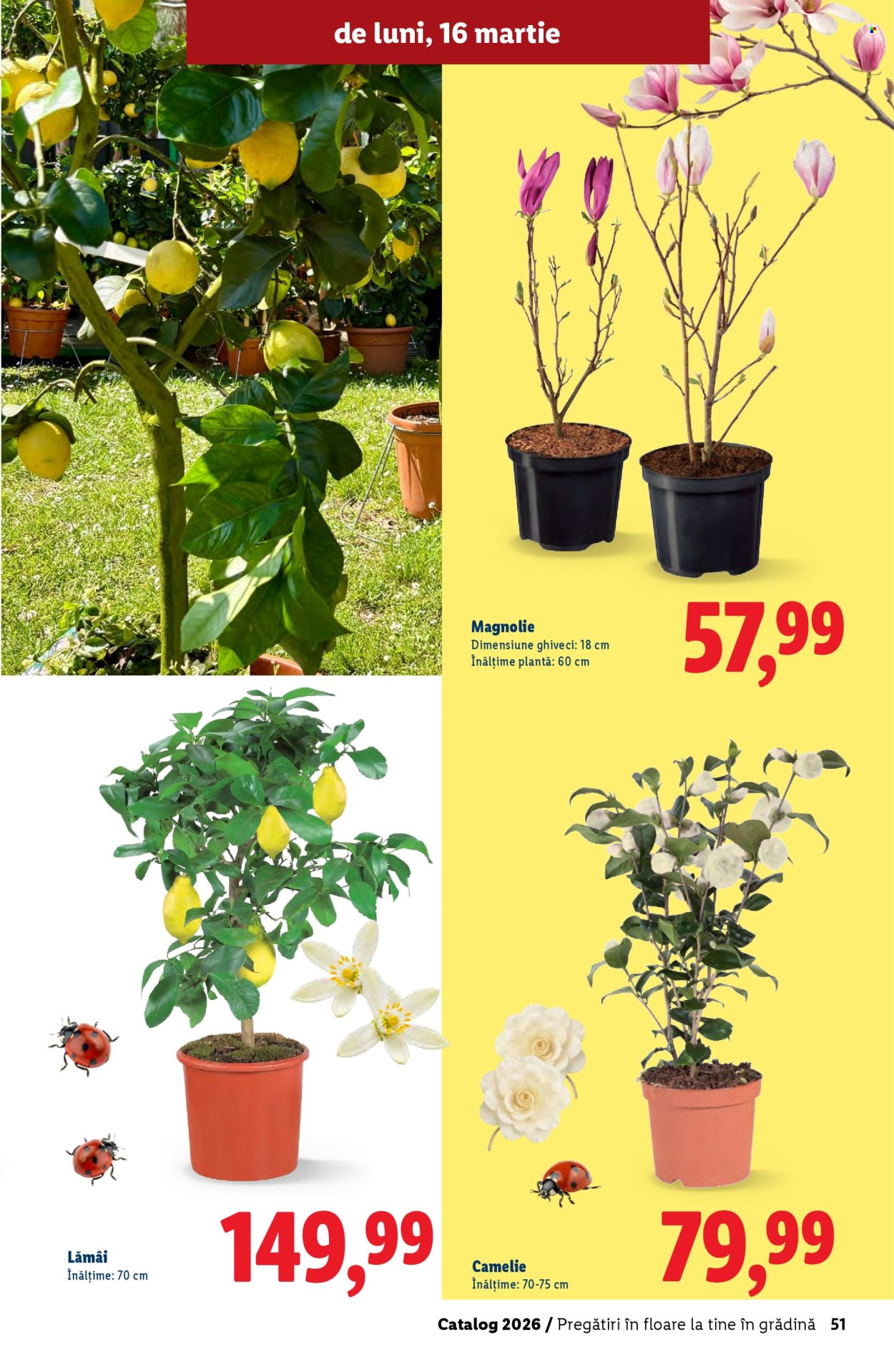 Catalog Lidl. Pagina 51
