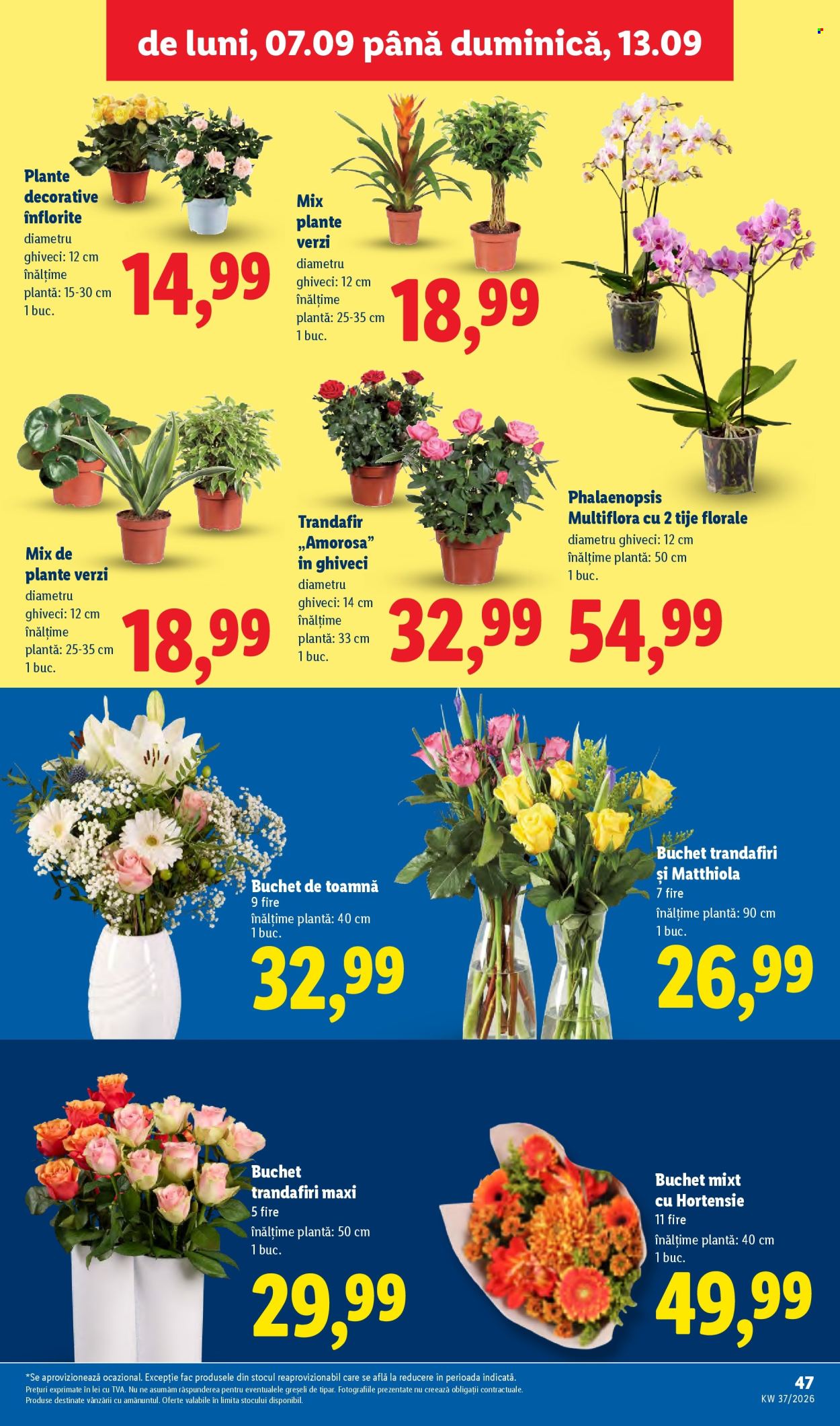 Catalog Lidl - 07.09.2026 - 13.09.2026. Pagina 47