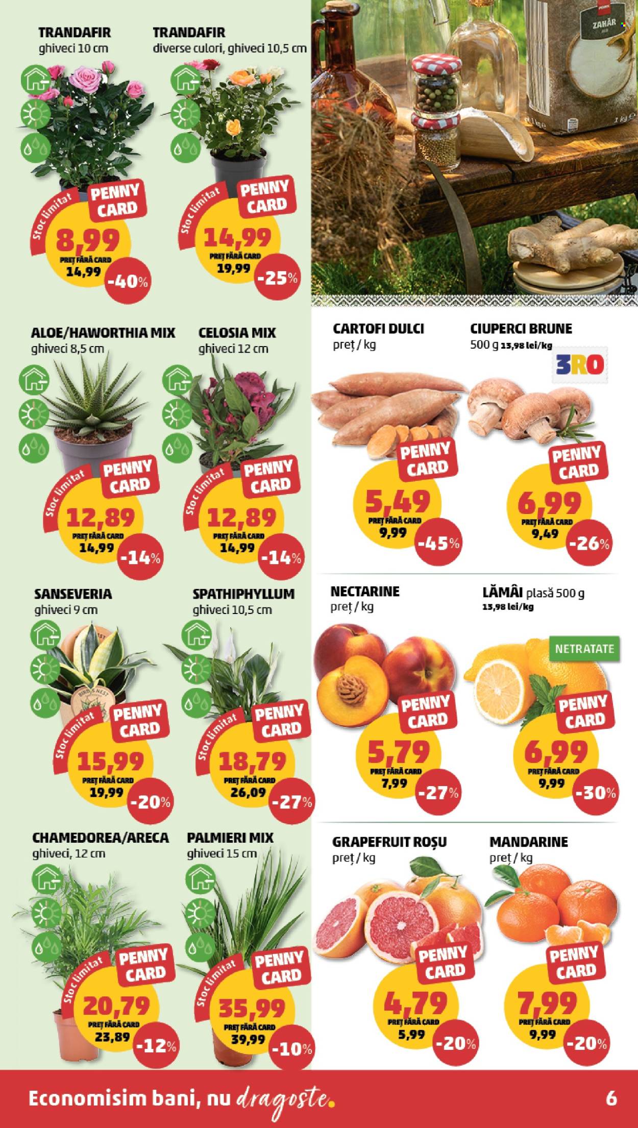Catalog PENNY - 16.09.2026 - 22.09.2026. Pagina 6