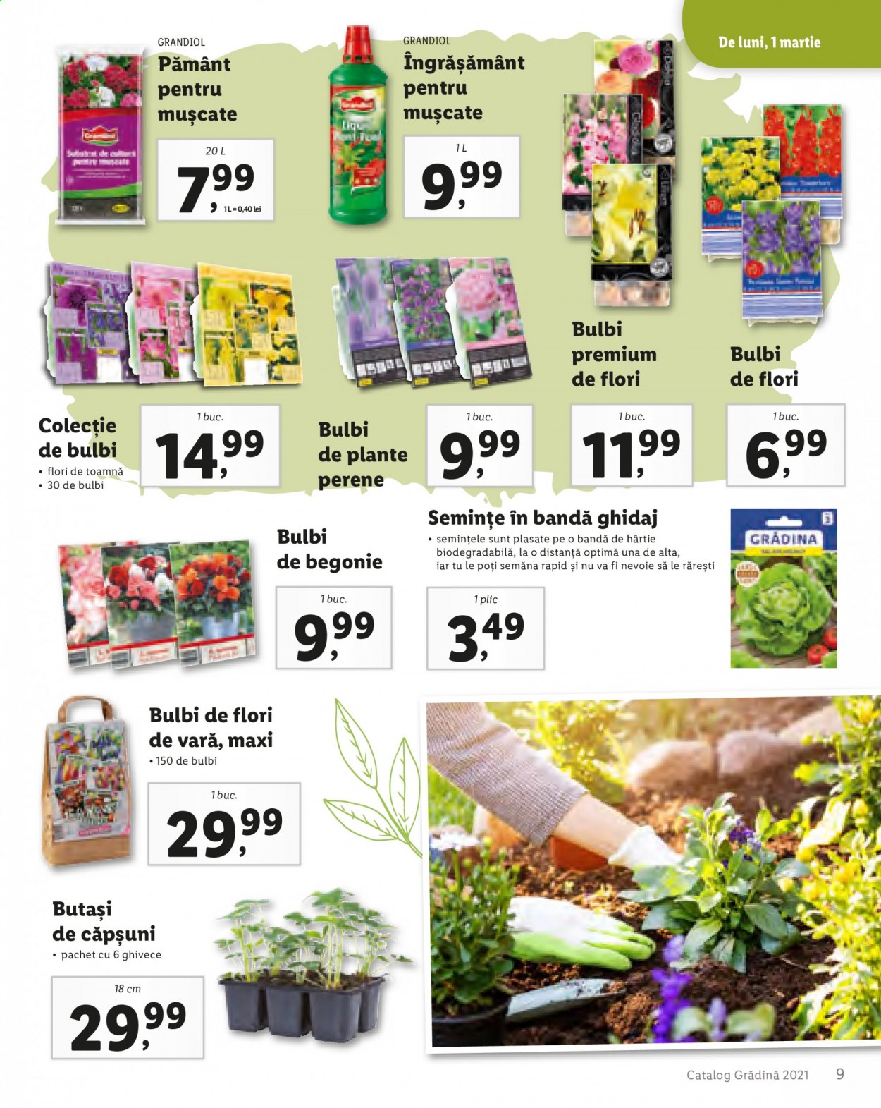 thumbnail - Cataloage Lidl - Produse în vânzare - bulbi de flori, ghiveci, semințe, pământ, flori. Pagina 11.