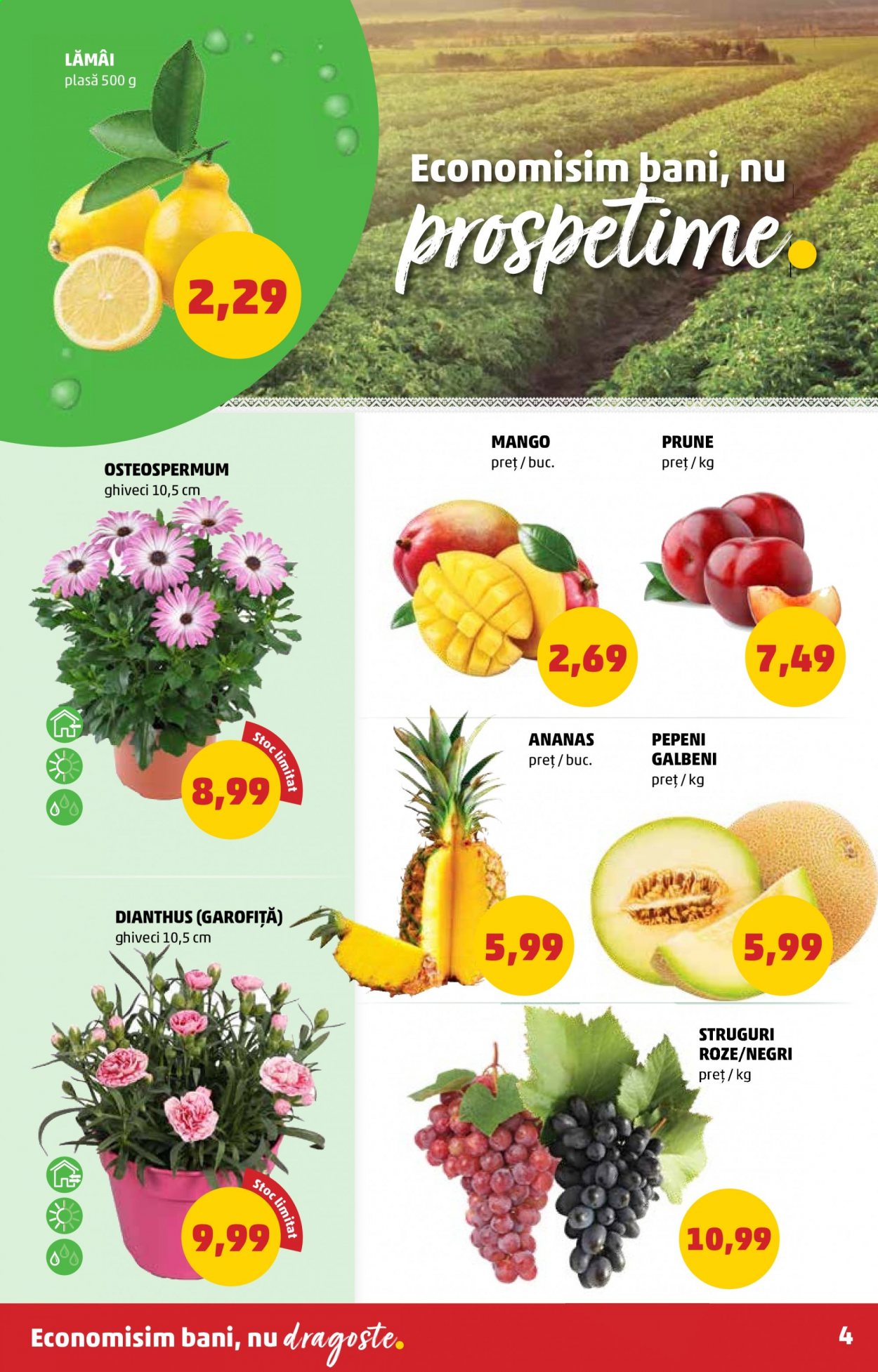 thumbnail - Cataloage PENNY - 05.05.2021 - 11.05.2021 - Produse în vânzare - lămâi, mango, prune, struguri, struguri roze, ghiveci. Pagina 4.
