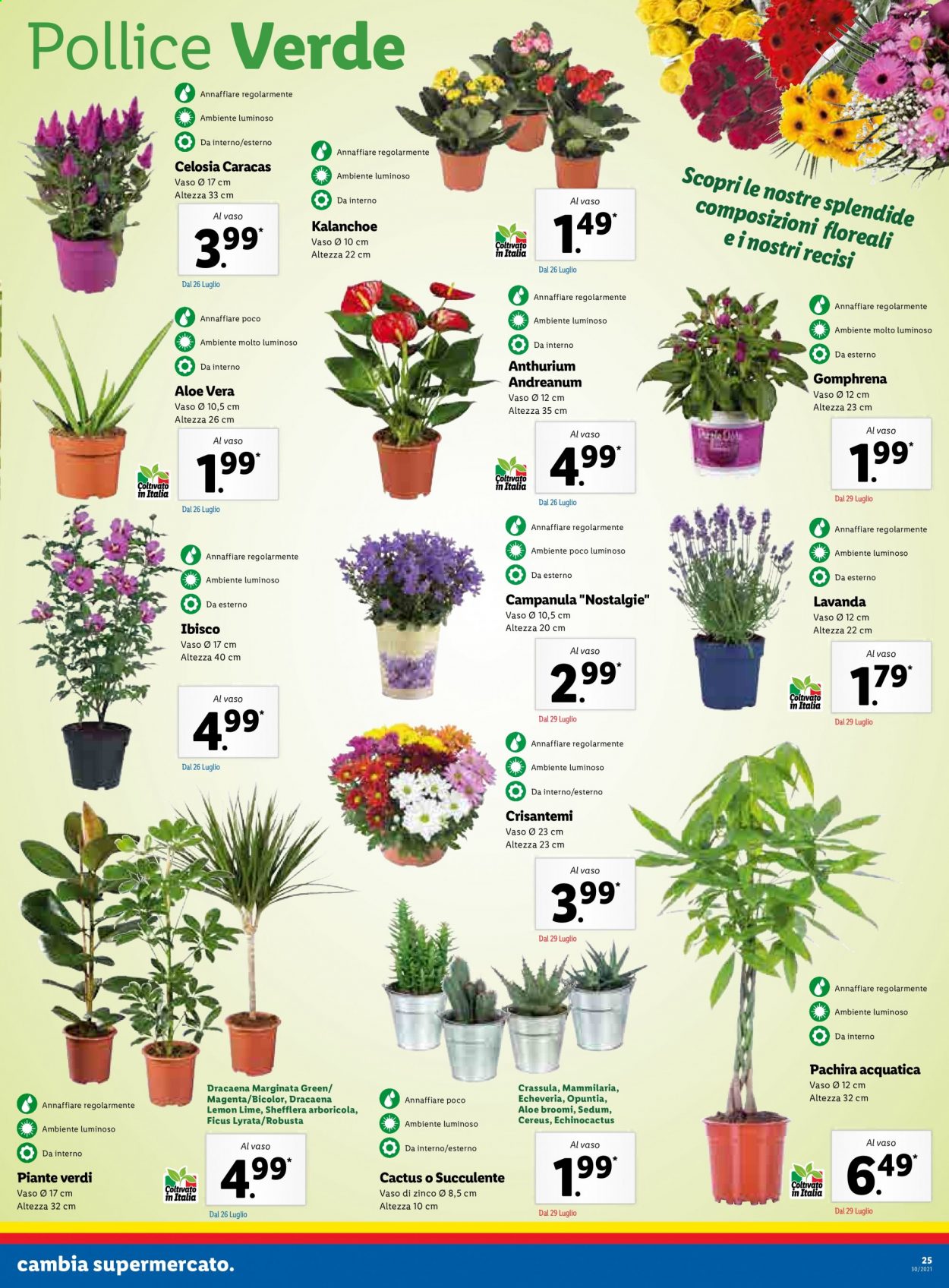 Volantino Lidl - 26/7/2021 - 1/8/2021. Pagina 25