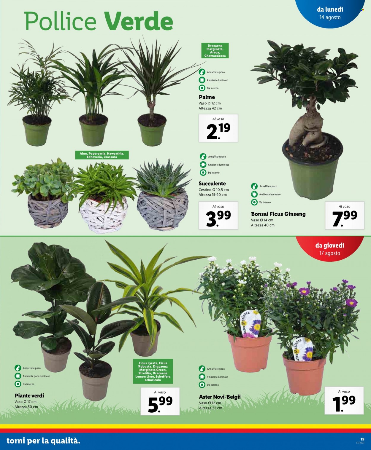 Volantino Lidl - 14/8/2023 - 20/8/2023. Pagina 19