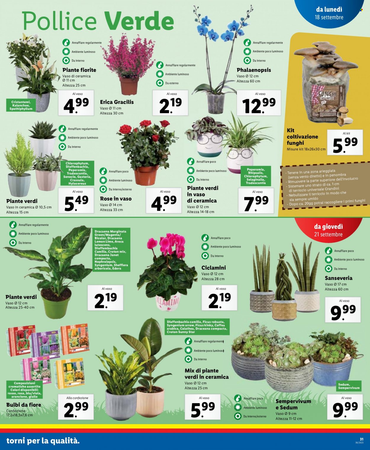 Volantino Lidl - 18/9/2023 - 24/9/2023. Pagina 31