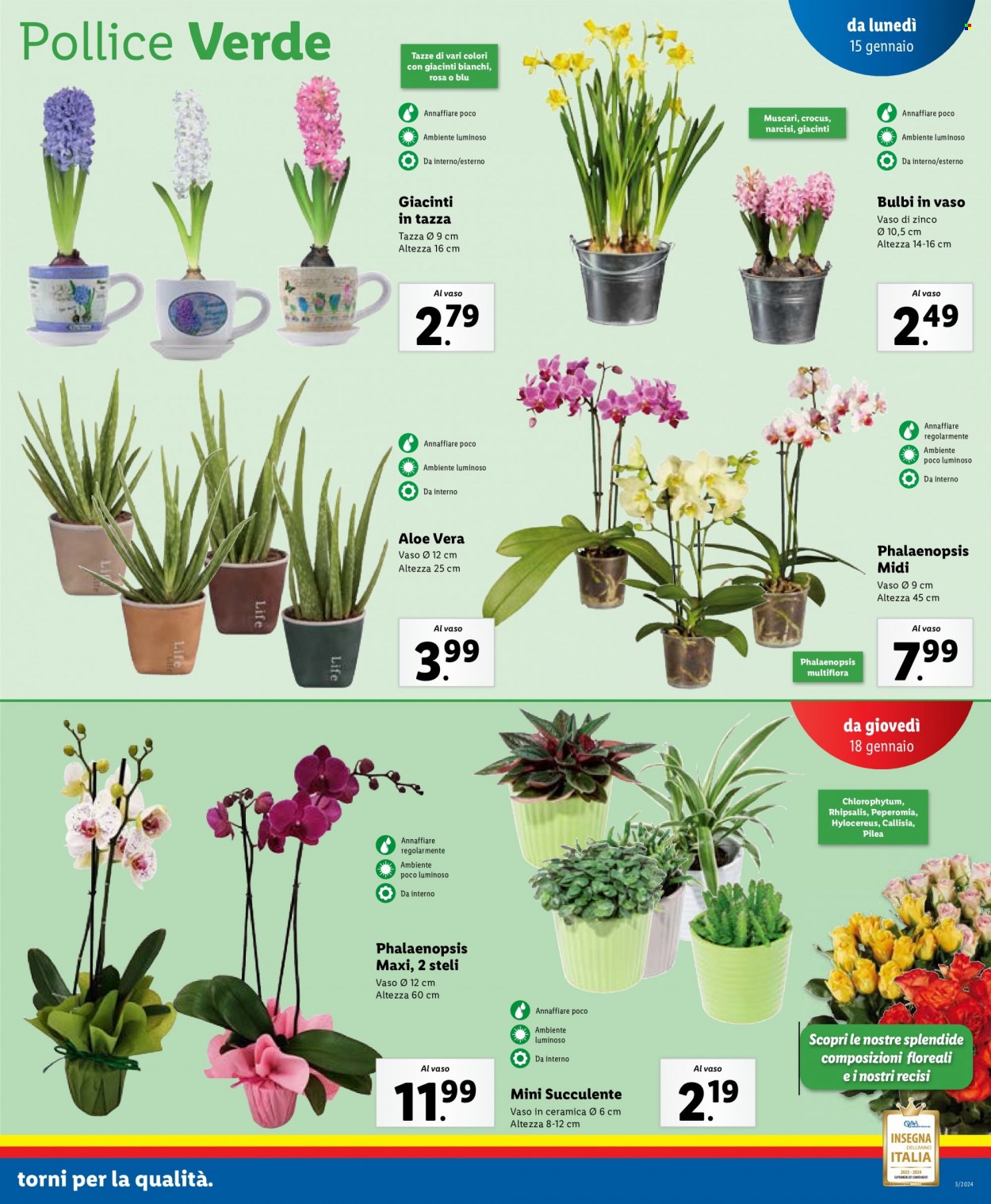 Volantino Lidl - 15/1/2024 - 21/1/2024. Pagina 13
