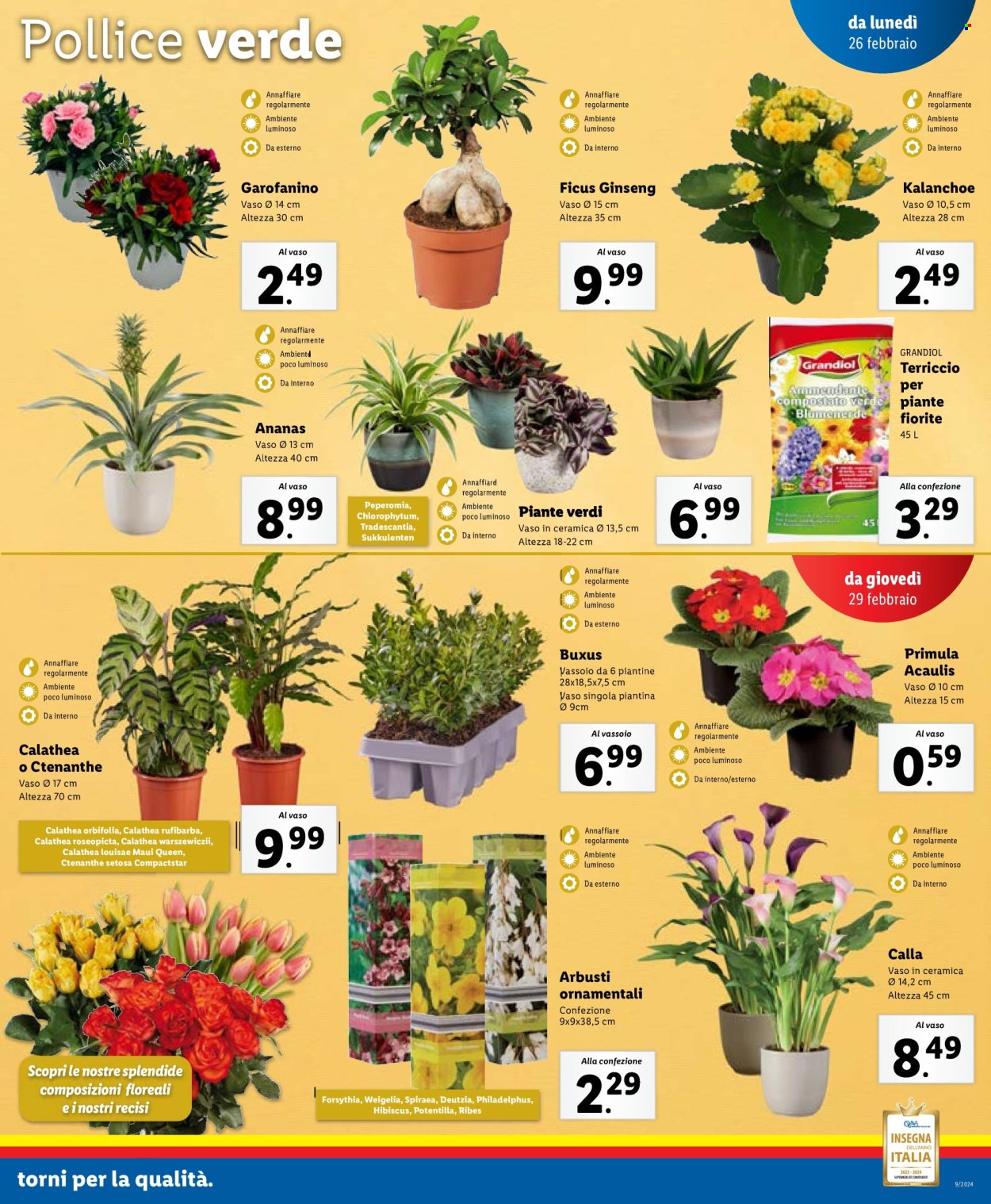 Volantino Lidl - 26/2/2024 - 3/3/2024. Pagina 33