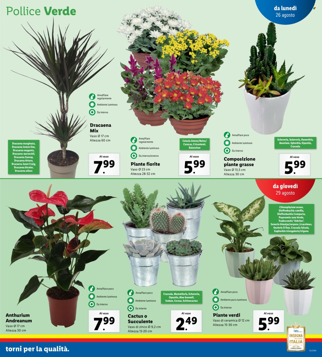 Volantino Lidl - 26/8/2024 - 1/9/2024. Pagina 19