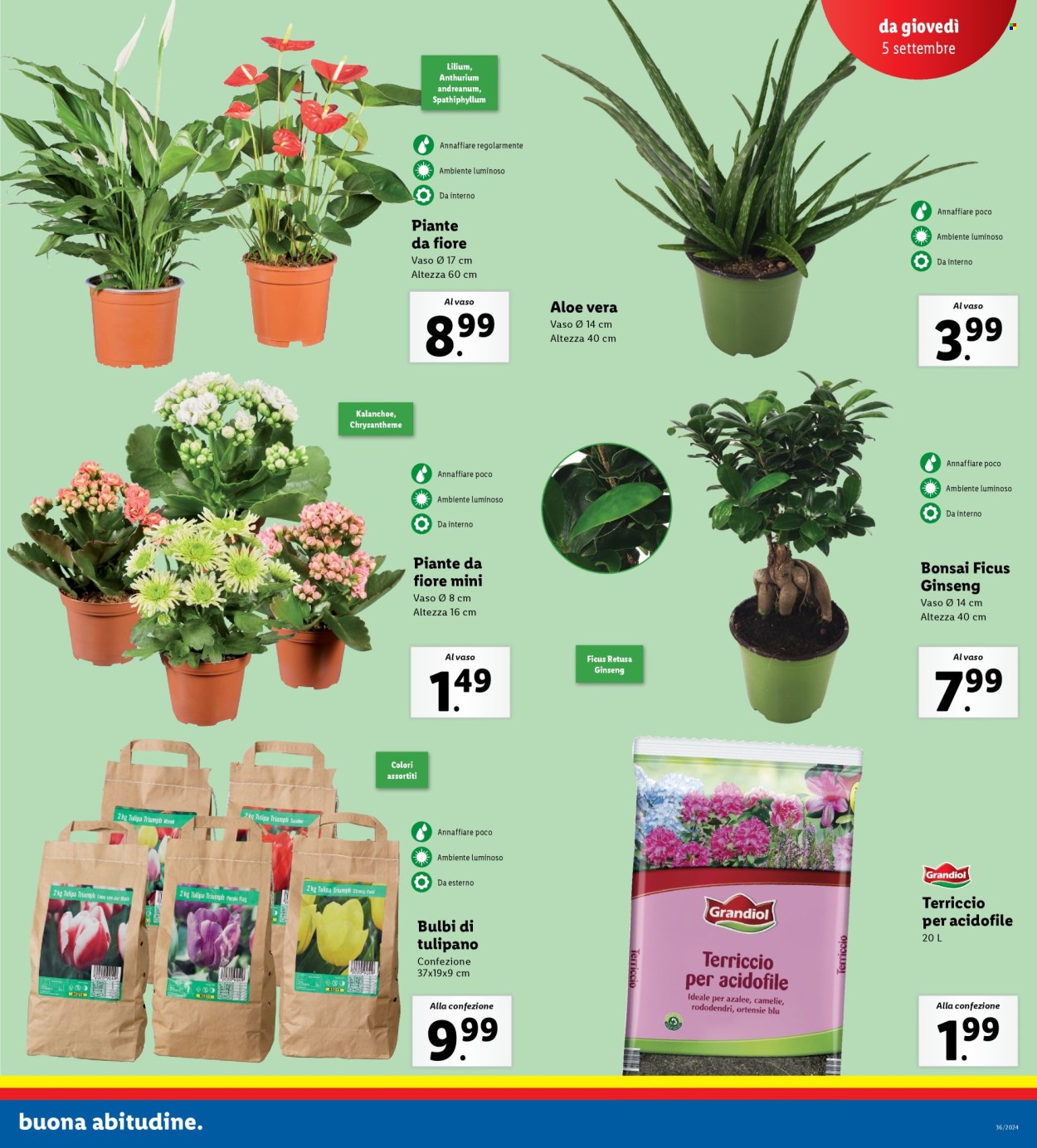 Volantino Lidl - 2/9/2024 - 8/9/2024. Pagina 19