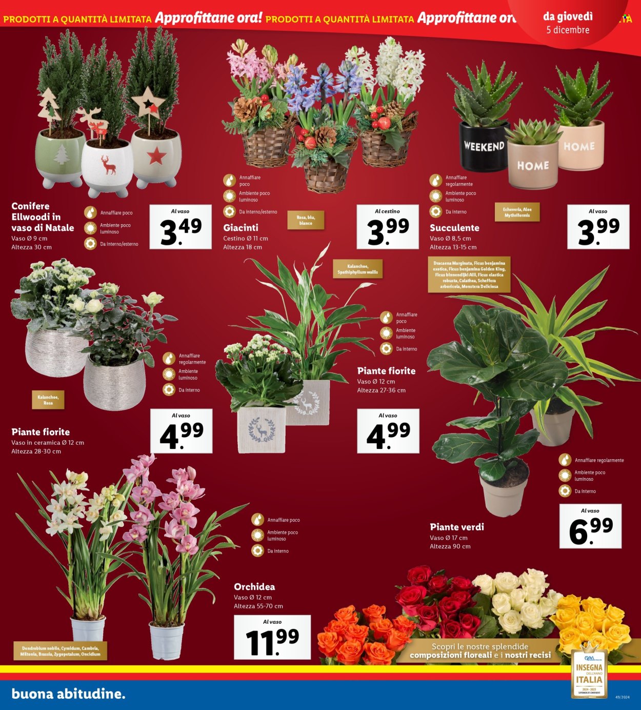 Volantino Lidl - 2/12/2024 - 8/12/2024. Pagina 31