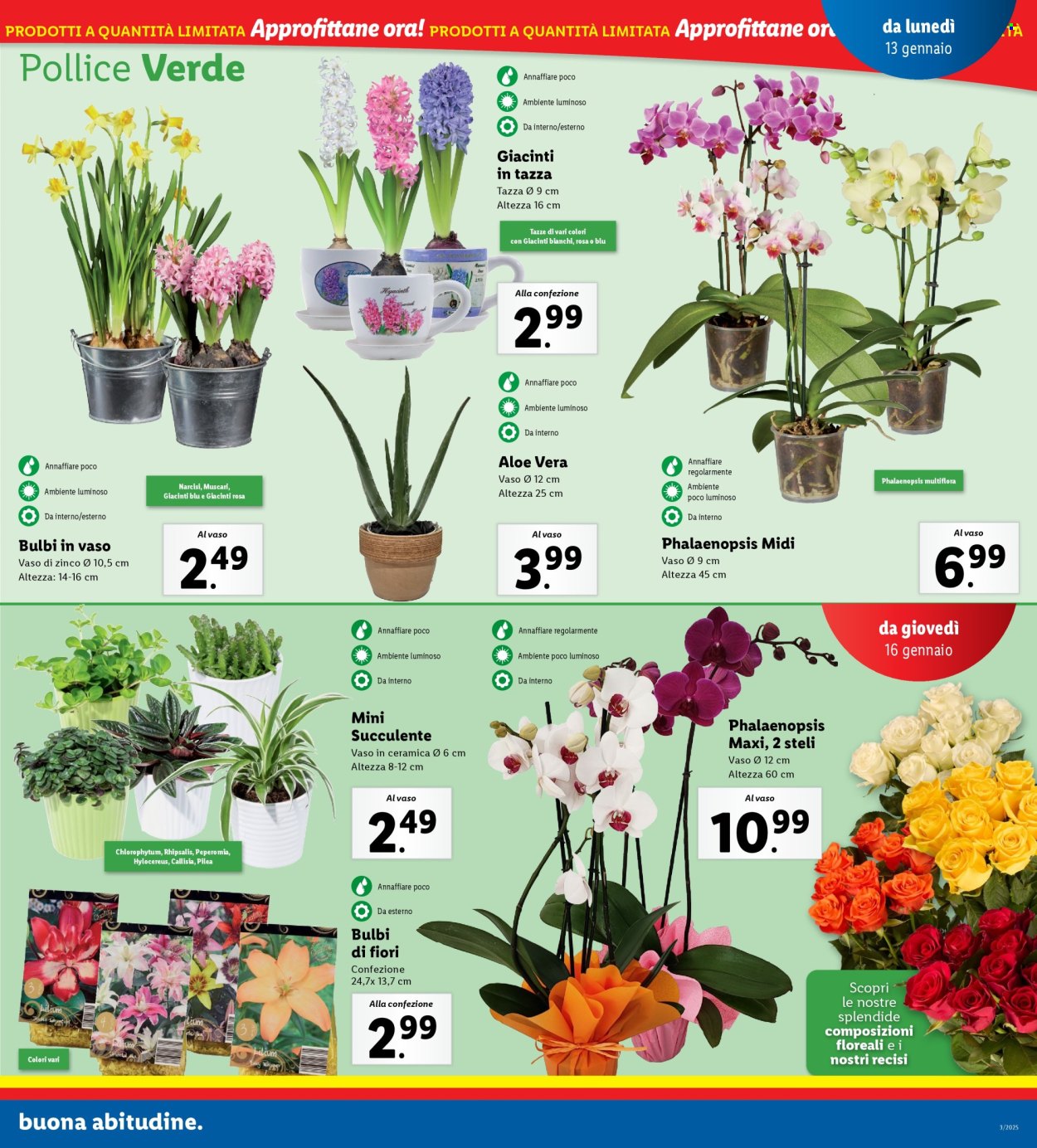 Volantino Lidl - 13/1/2025 - 19/1/2025. Pagina 19