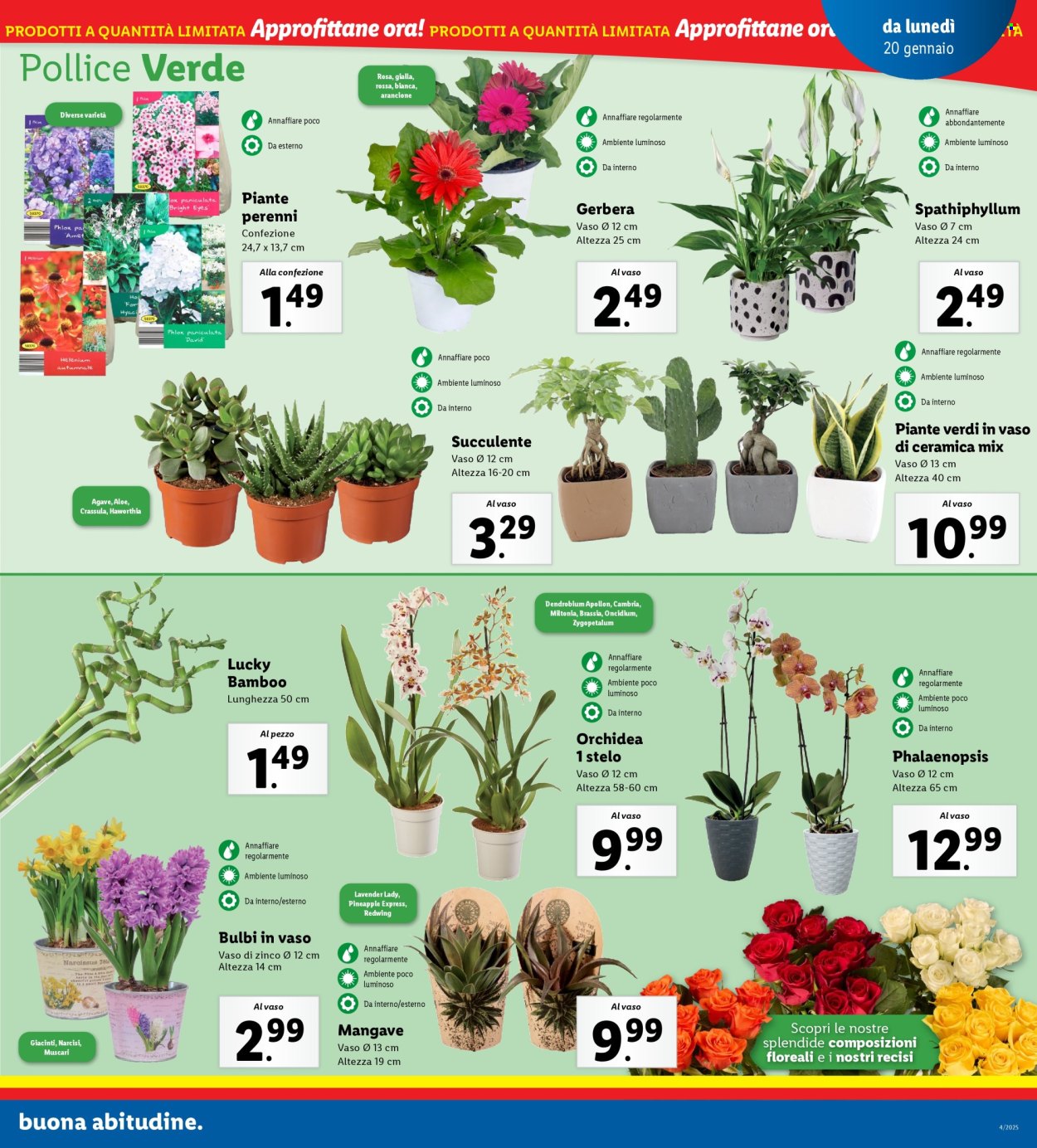 Volantino Lidl - 20/1/2025 - 26/1/2025. Pagina 21