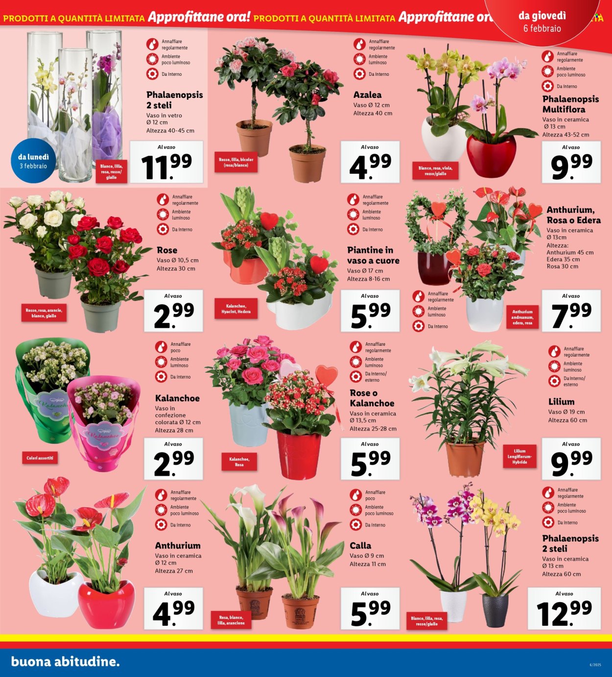 Volantino Lidl - 3/2/2025 - 9/2/2025. Pagina 25