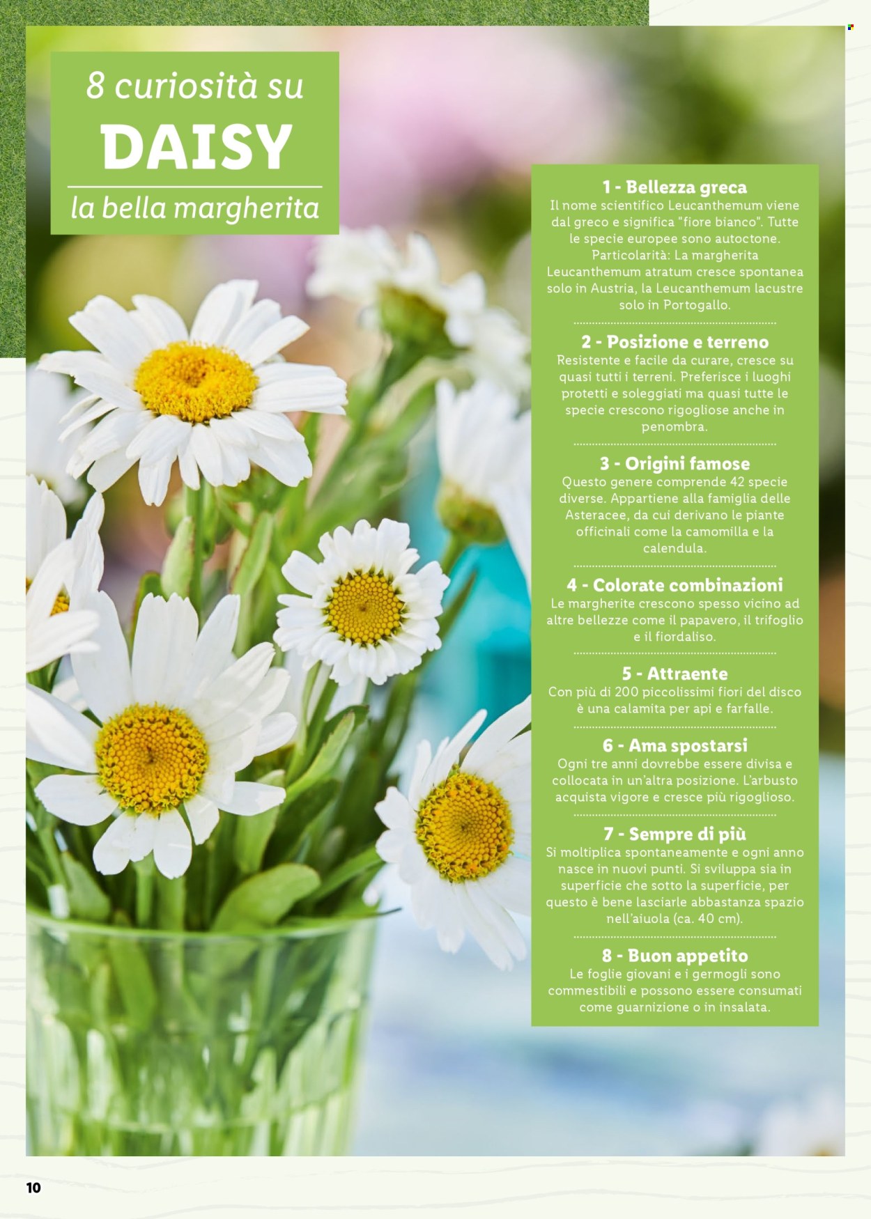 Volantino Lidl. Pagina 10