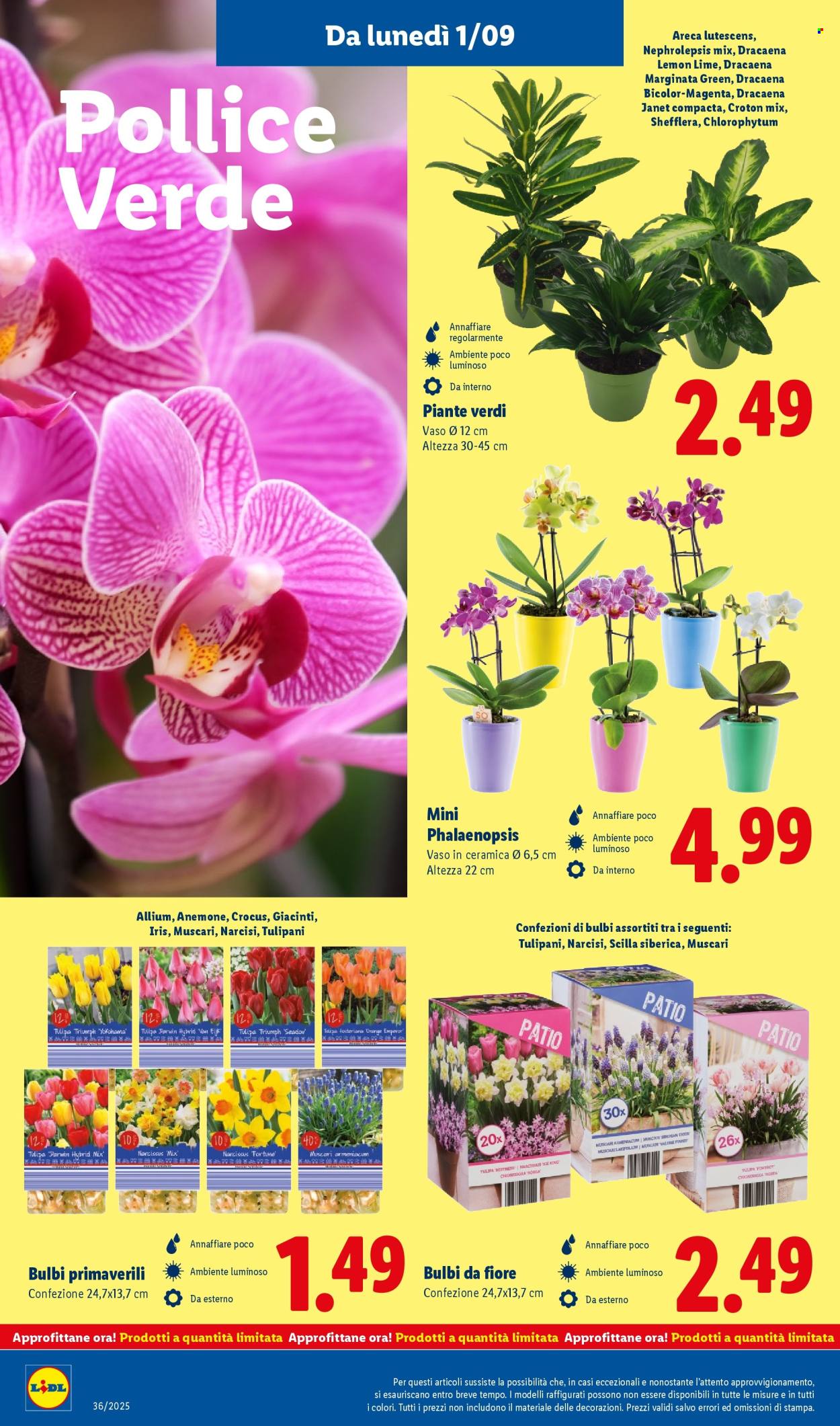 Volantino Lidl - 1/9/2025 - 7/9/2025. Pagina 36