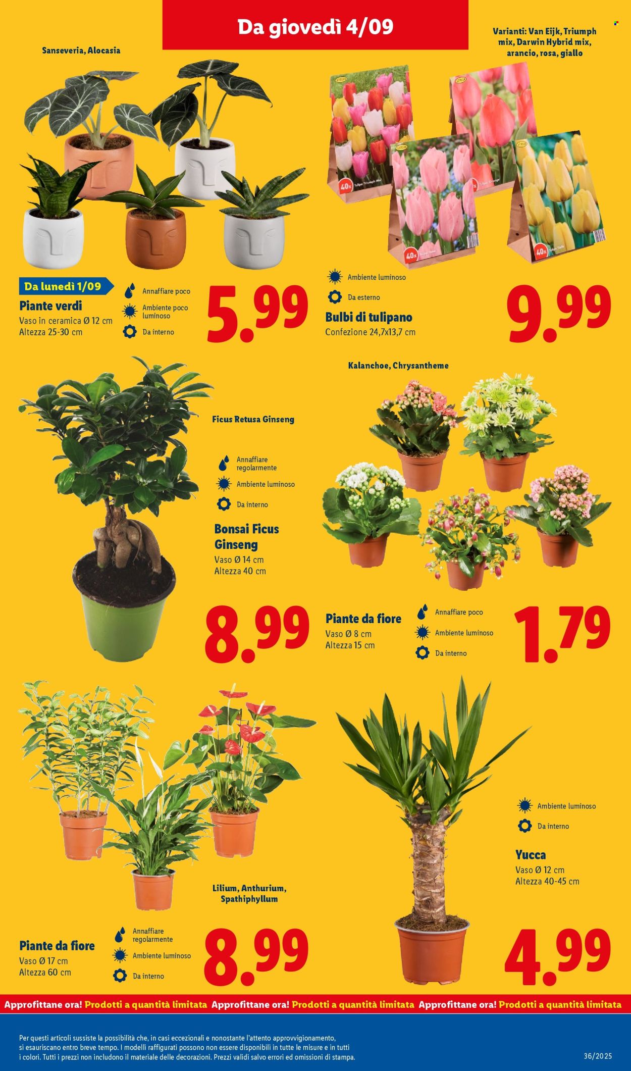 Volantino Lidl - 1/9/2025 - 7/9/2025. Pagina 37