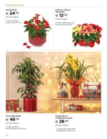 thumbnail - CIOTOLA STELLA TRICOLOR