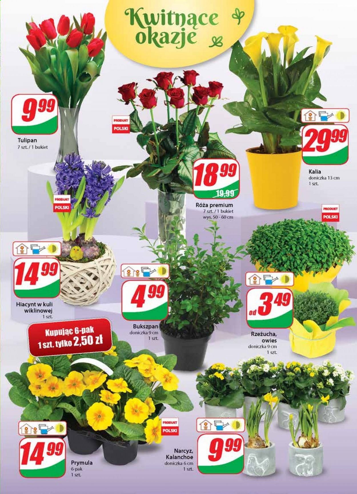 Gazetka Dino - 31.03.2021 - 6.04.2021. Strona 19