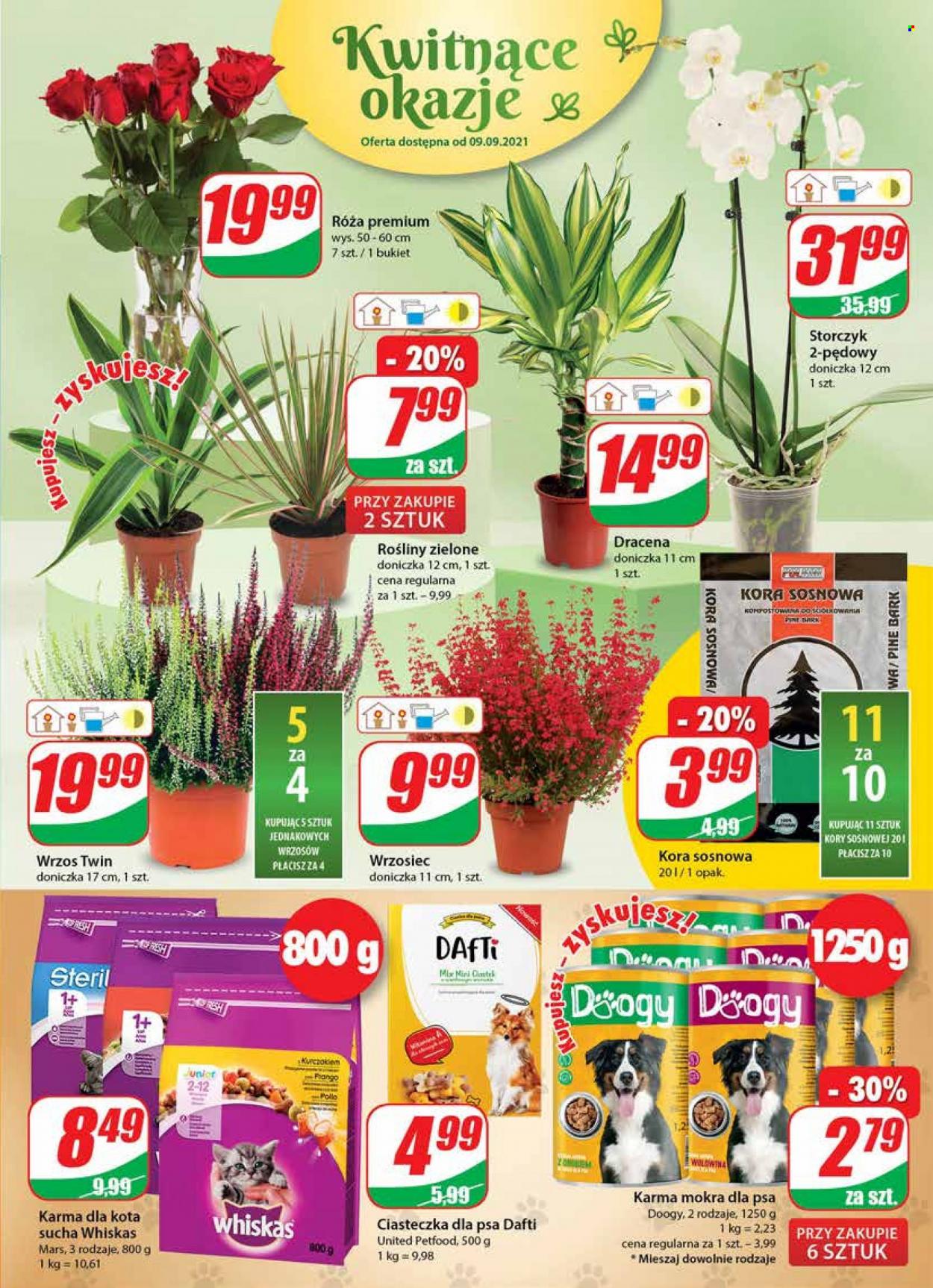 Gazetka Dino - 8.09.2021 - 14.09.2021. Strona 15