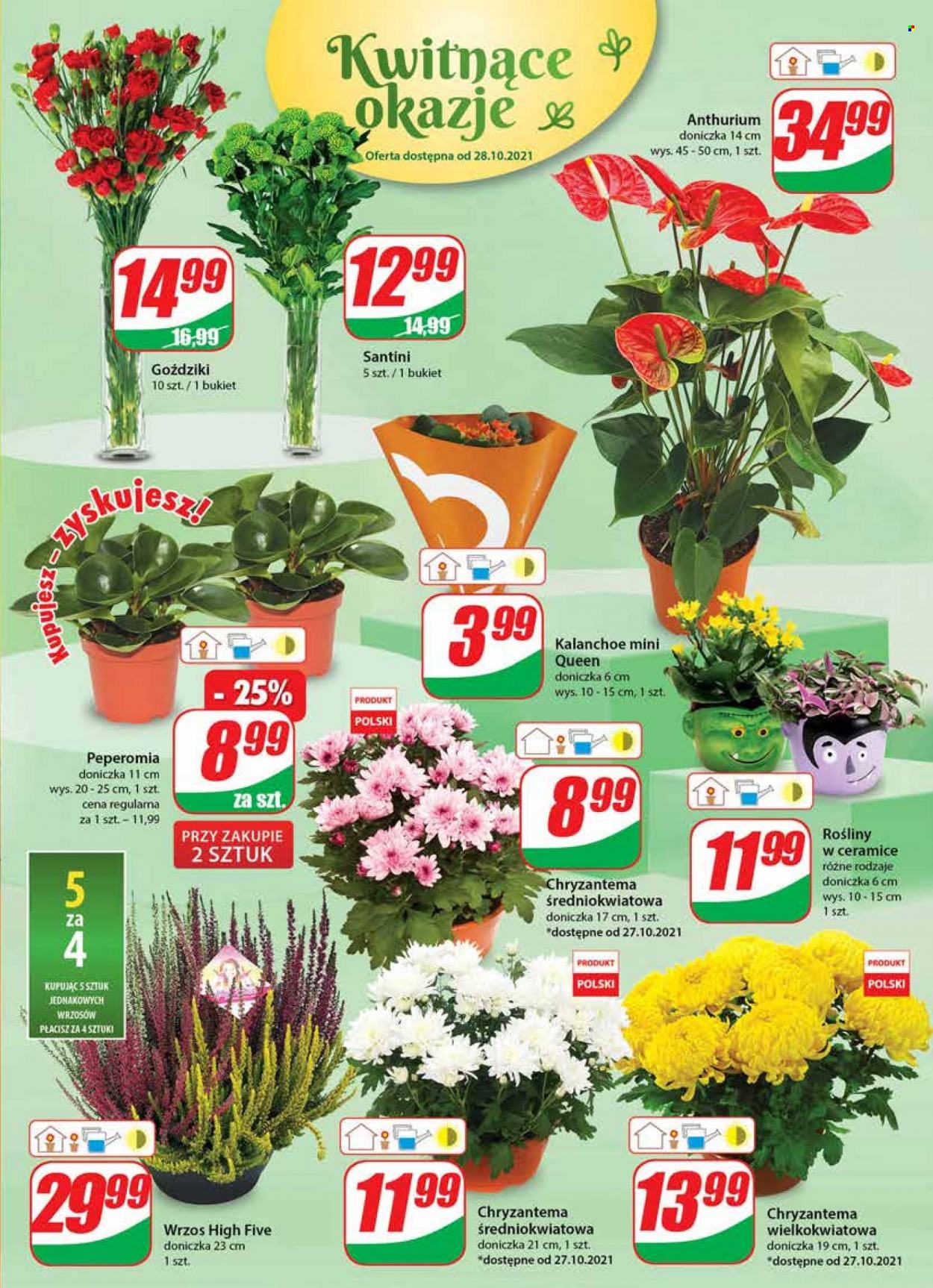 Gazetka Dino - 27.10.2021 - 2.11.2021. Strona 15