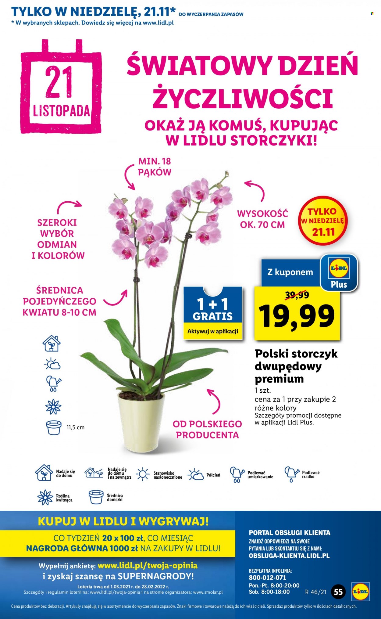 Gazetka Lidl - 18.11.2021 - 21.11.2021 - Produkty w akcji - storczyk, rośliny zielone, roślina kwitnąca. Strona 55.