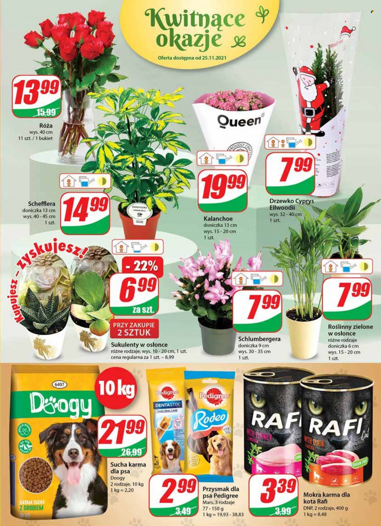 Gazetka Dino - 24.11.2021 - 30.11.2021. Strona 19