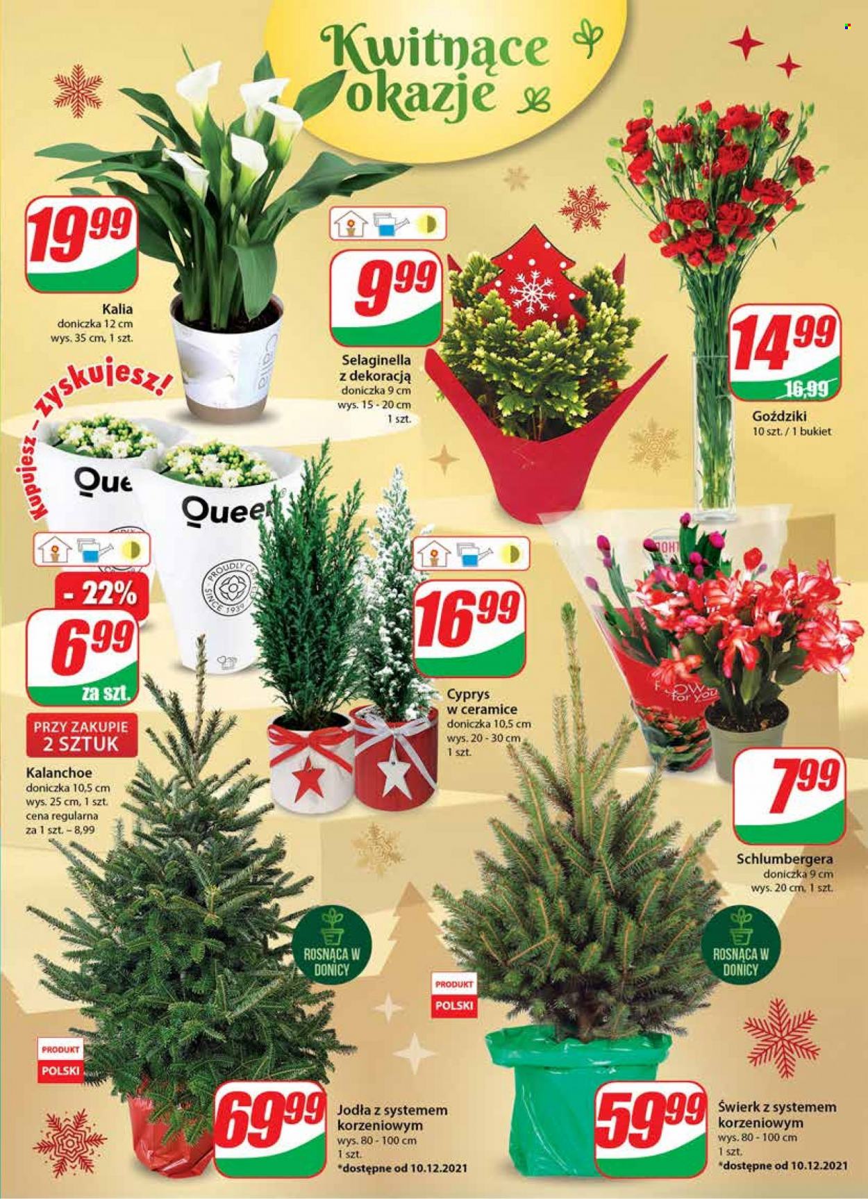 Gazetka Dino - 8.12.2021 - 14.12.2021. Strona 21