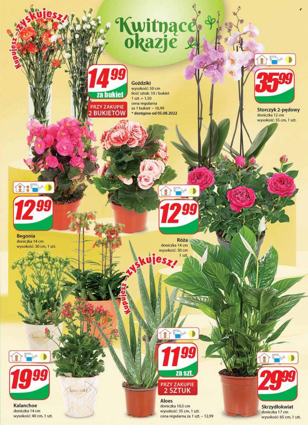 Gazetka Dino - 3.08.2022 - 9.08.2022. Strona 19