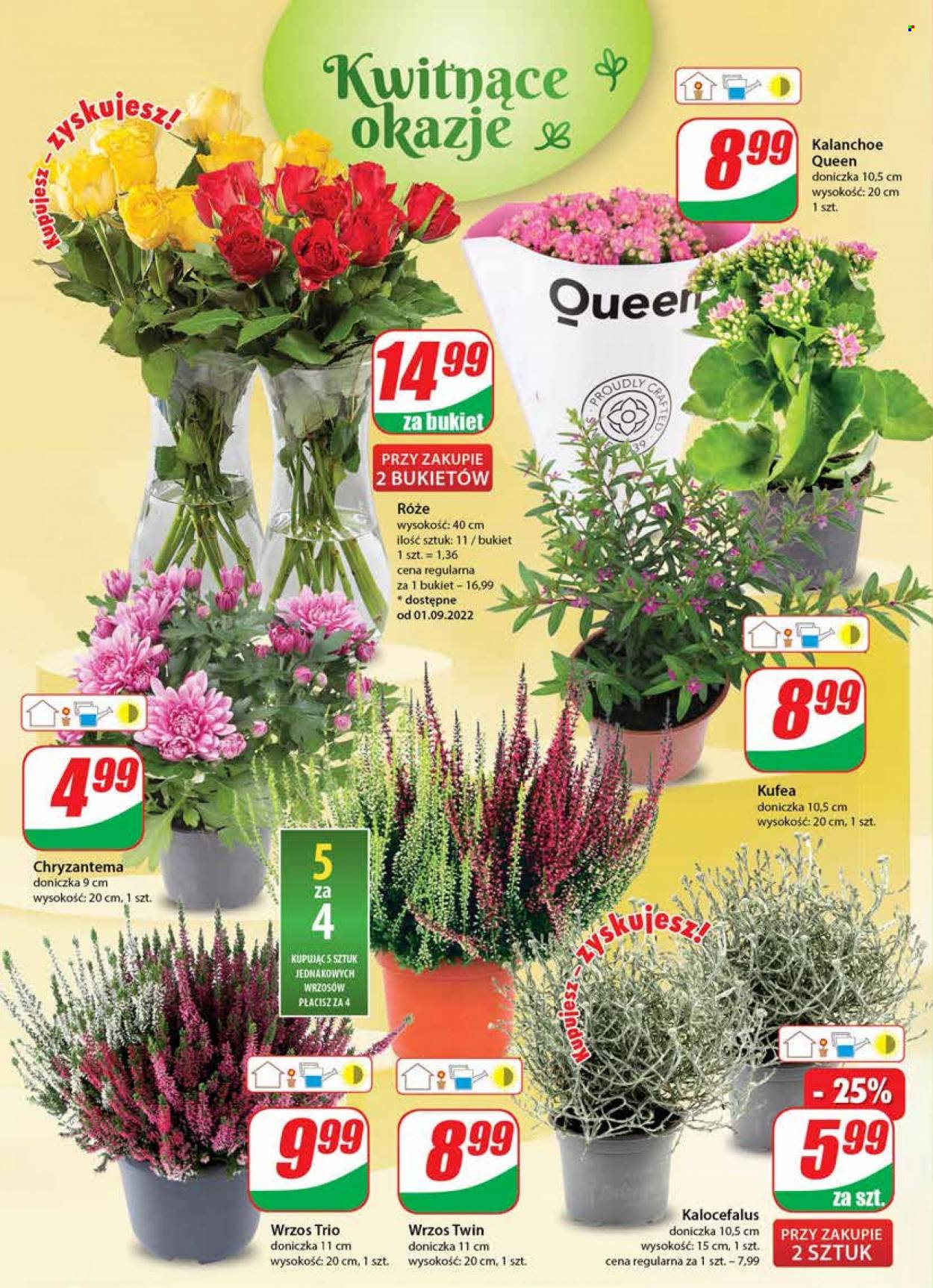 Gazetka Dino - 31.08.2022 - 6.09.2022. Strona 18
