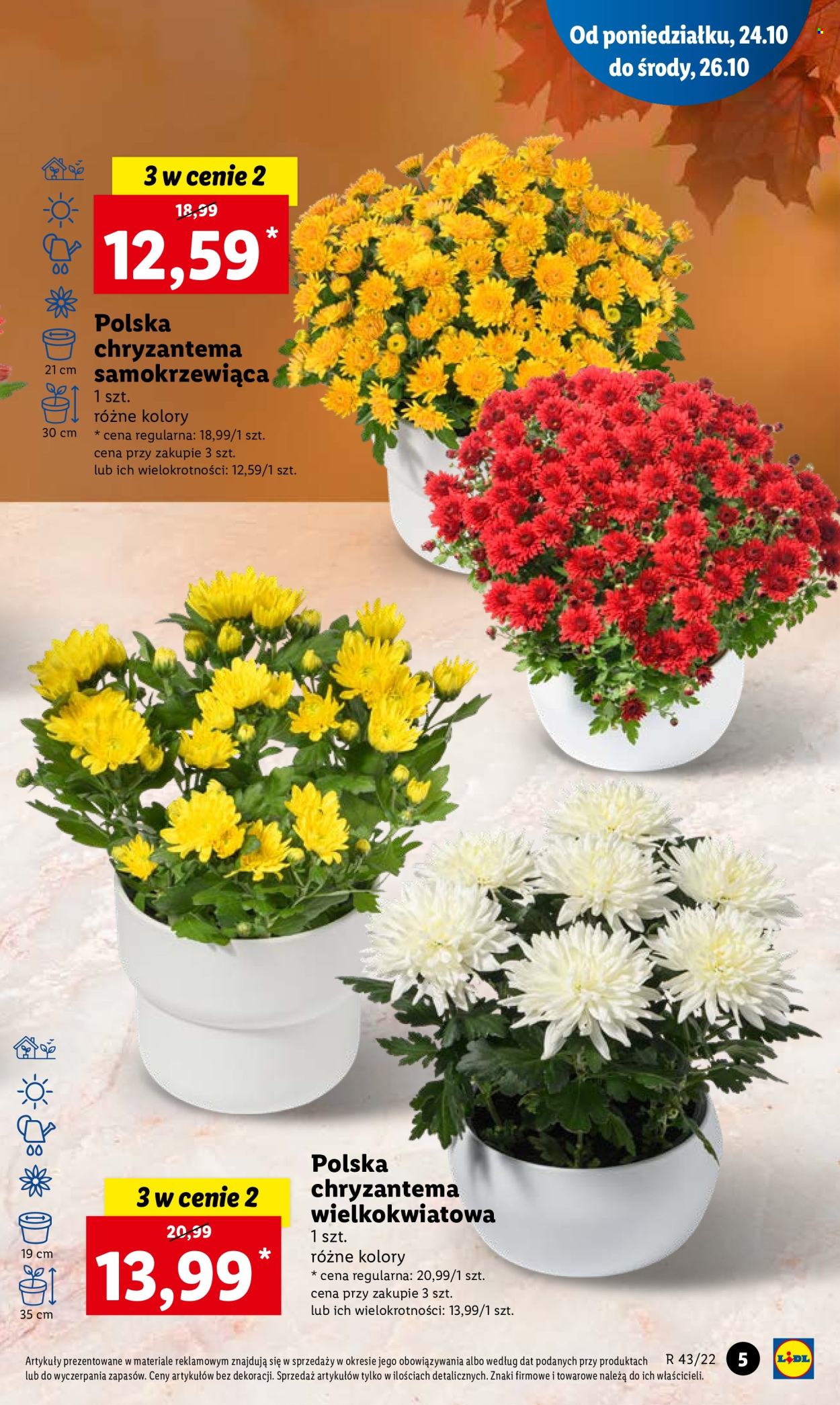 Gazetka Lidl - 24.10.2022 - 26.10.2022. Strona 5