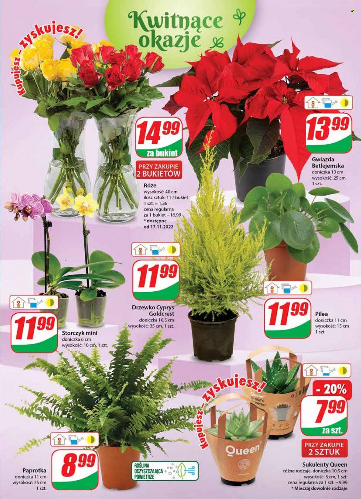 Gazetka Dino - 16.11.2022 - 22.11.2022. Strona 19