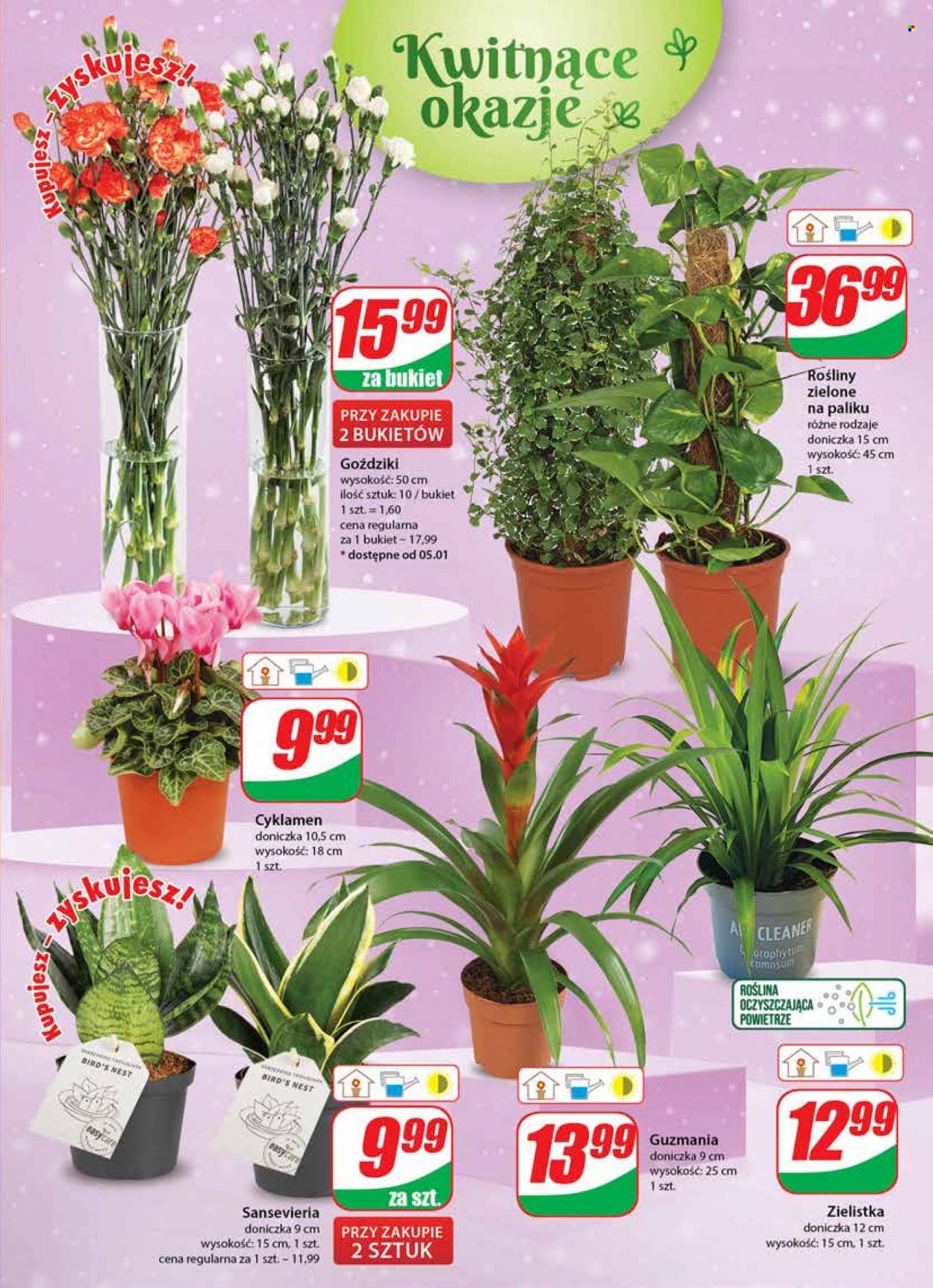 Gazetka Dino - 4.01.2023 - 10.01.2023. Strona 19