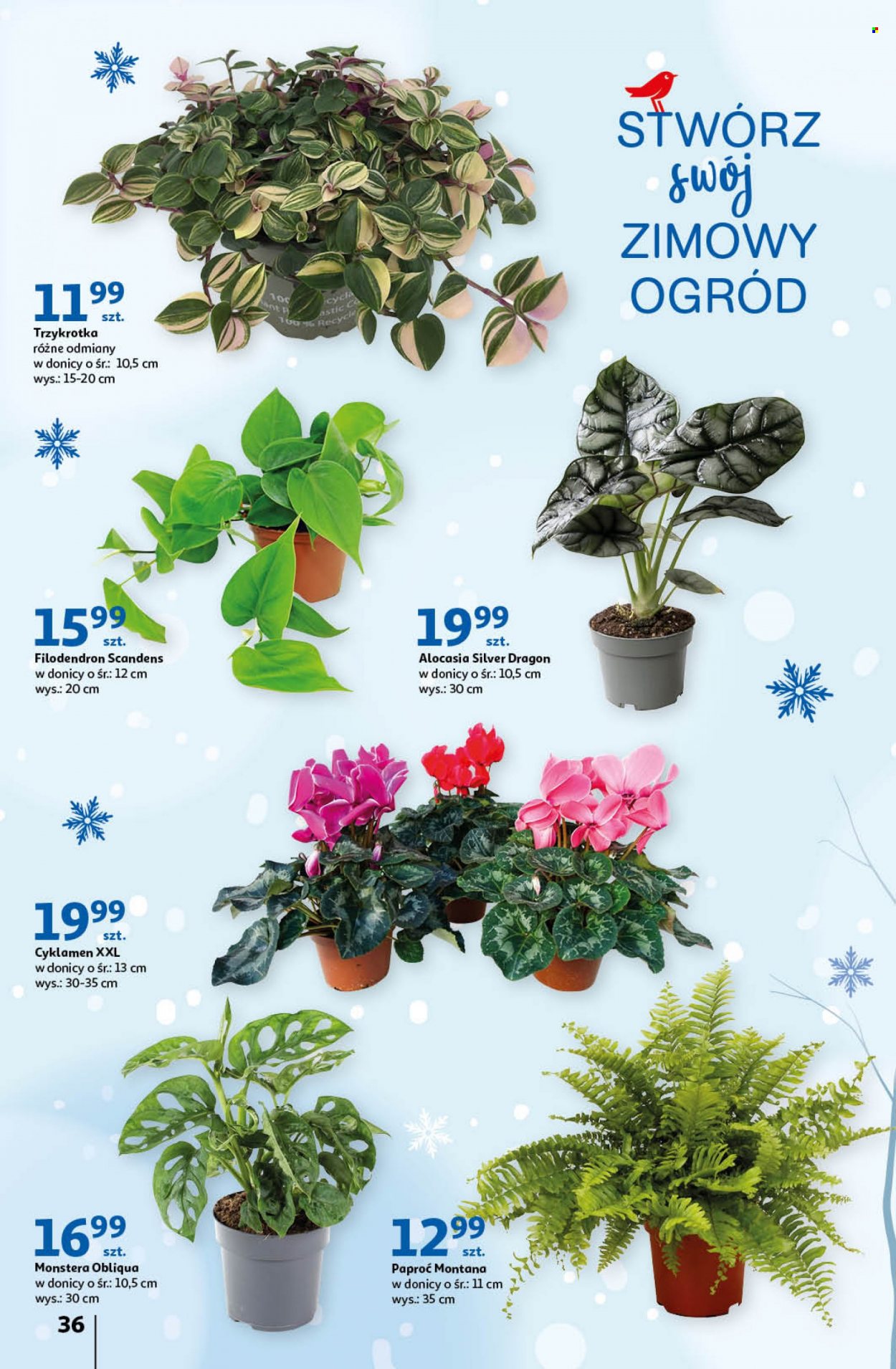 Gazetka Auchan - 26.01.2023 - 1.02.2023. Strona 36