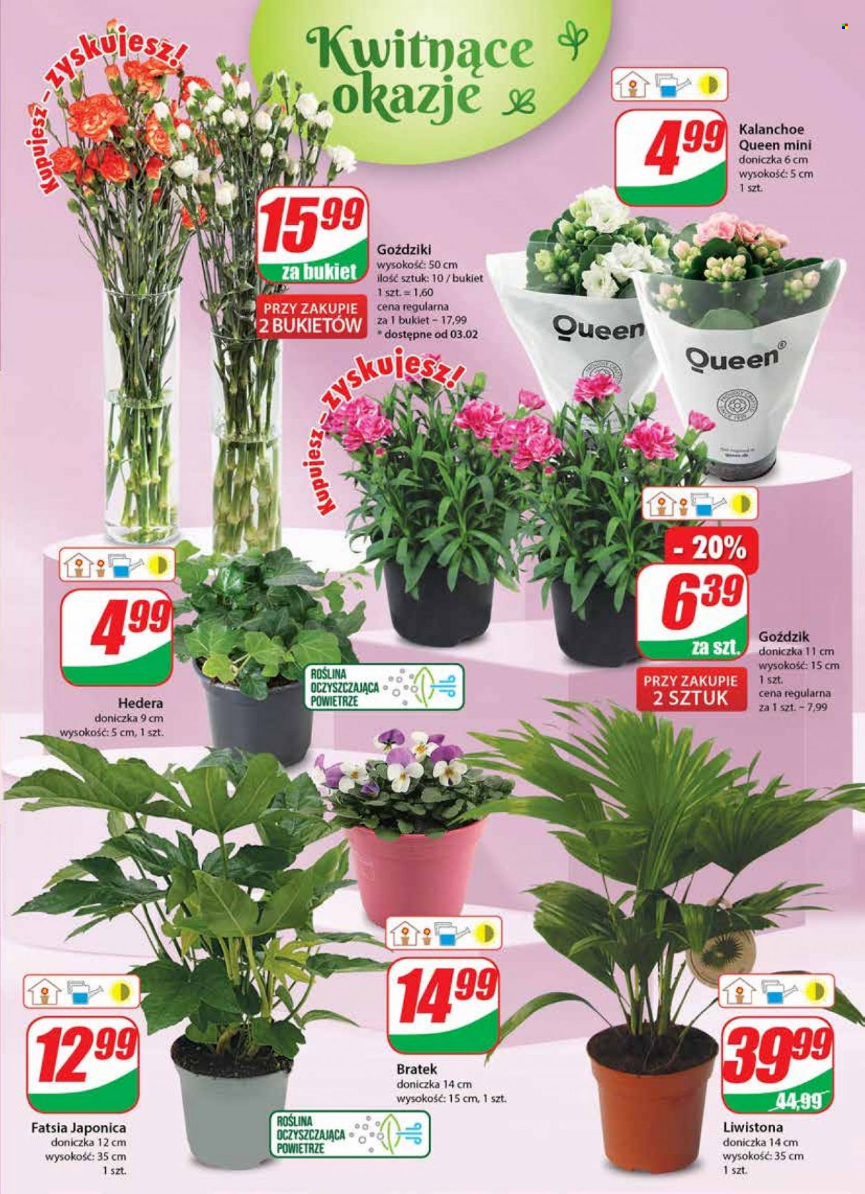 Gazetka Dino - 1.02.2023 - 7.02.2023. Strona 19