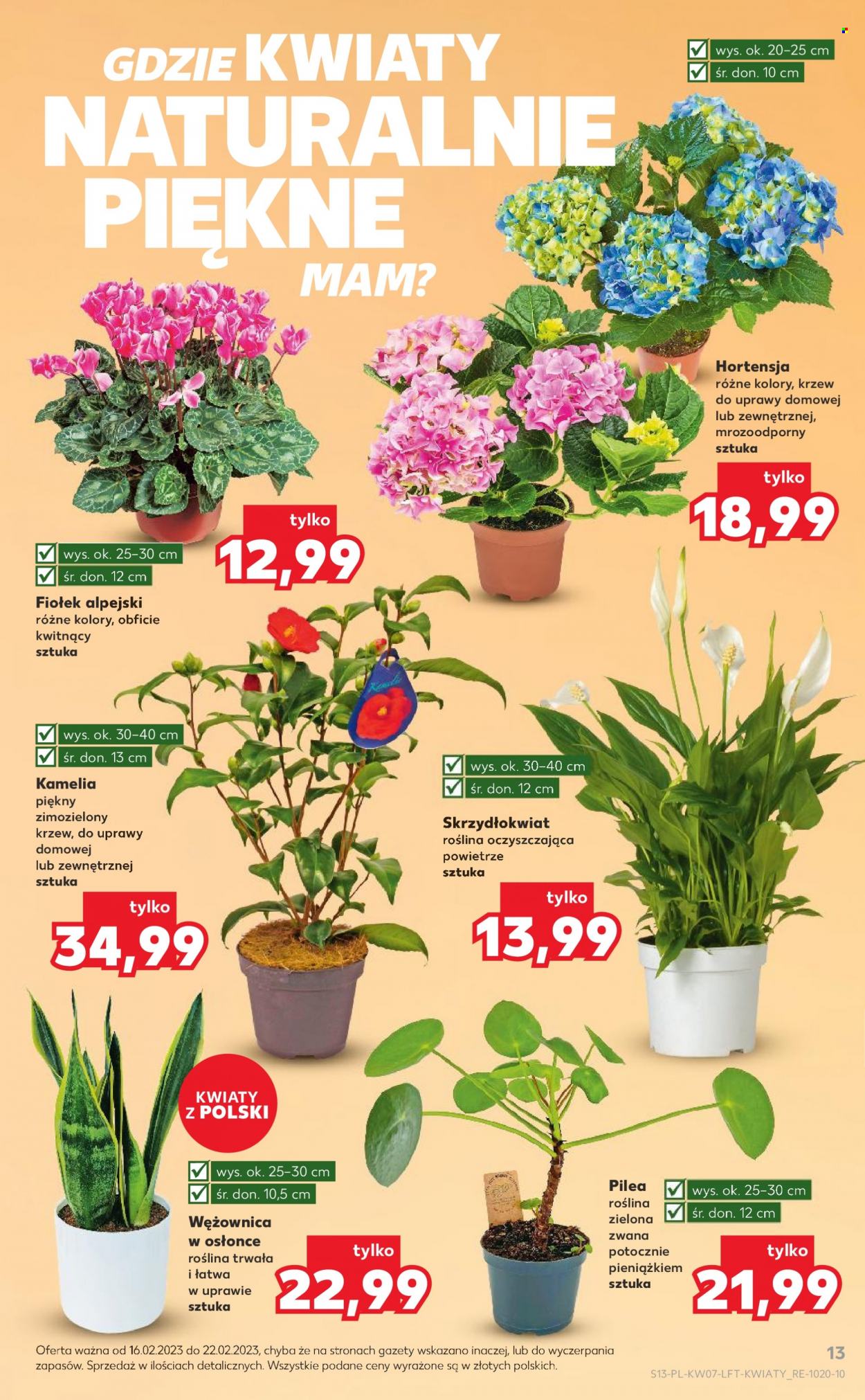 Gazetka Kaufland - 16.02.2023 - 22.02.2023. Strona 13