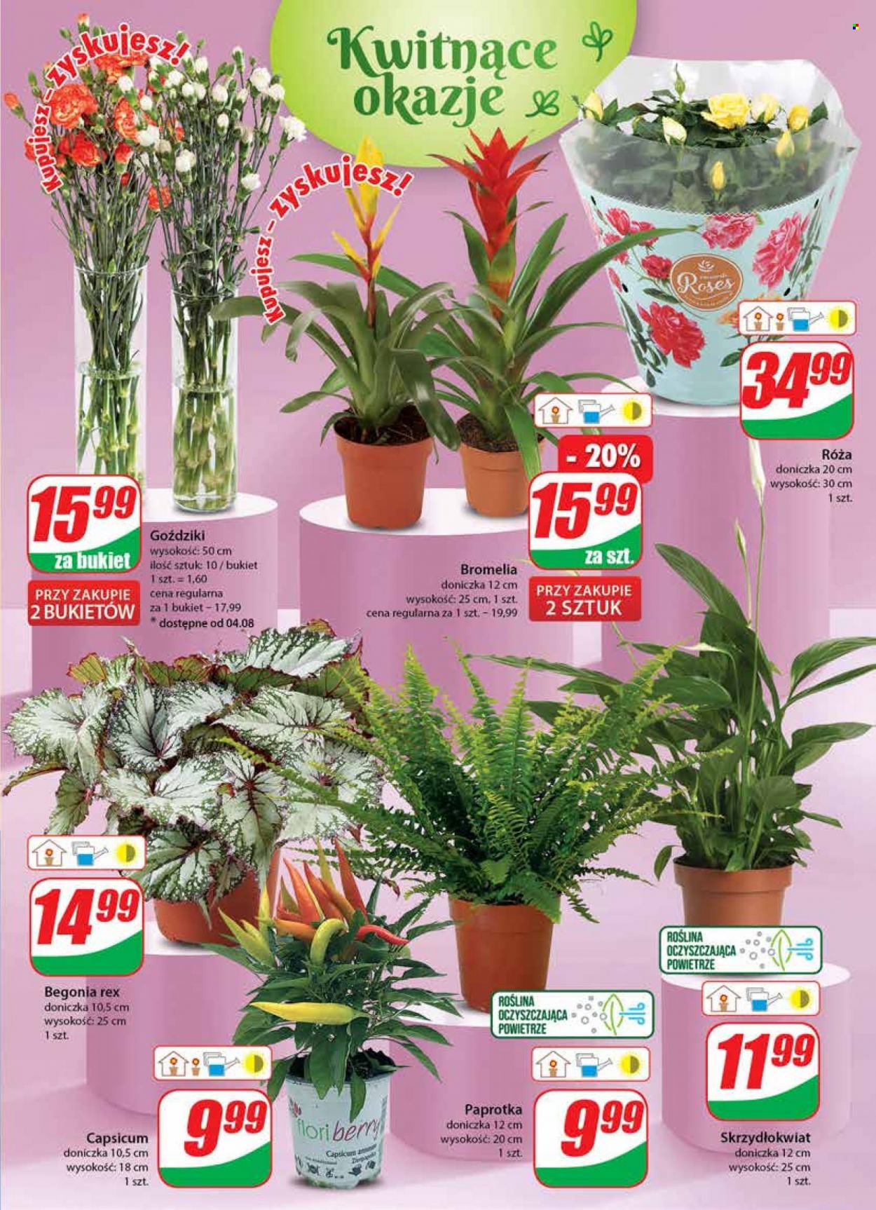 Gazetka Dino - 2.08.2023 - 8.08.2023. Strona 19