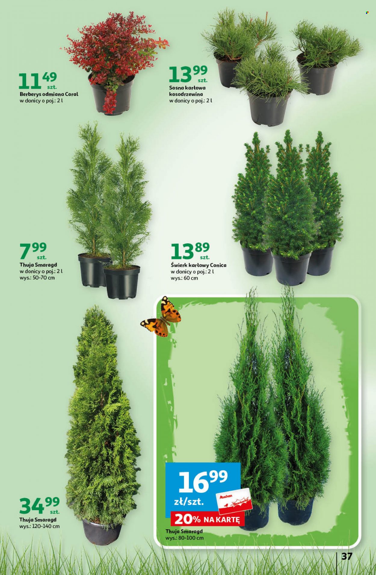 Gazetka Auchan - 31.08.2023 - 6.09.2023. Strona 37
