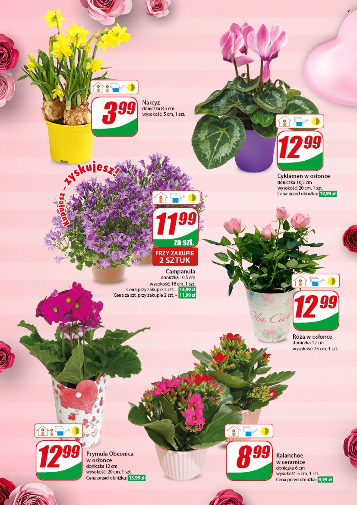 Gazetka Dino - 14.02.2024 - 20.02.2024. Strona 11