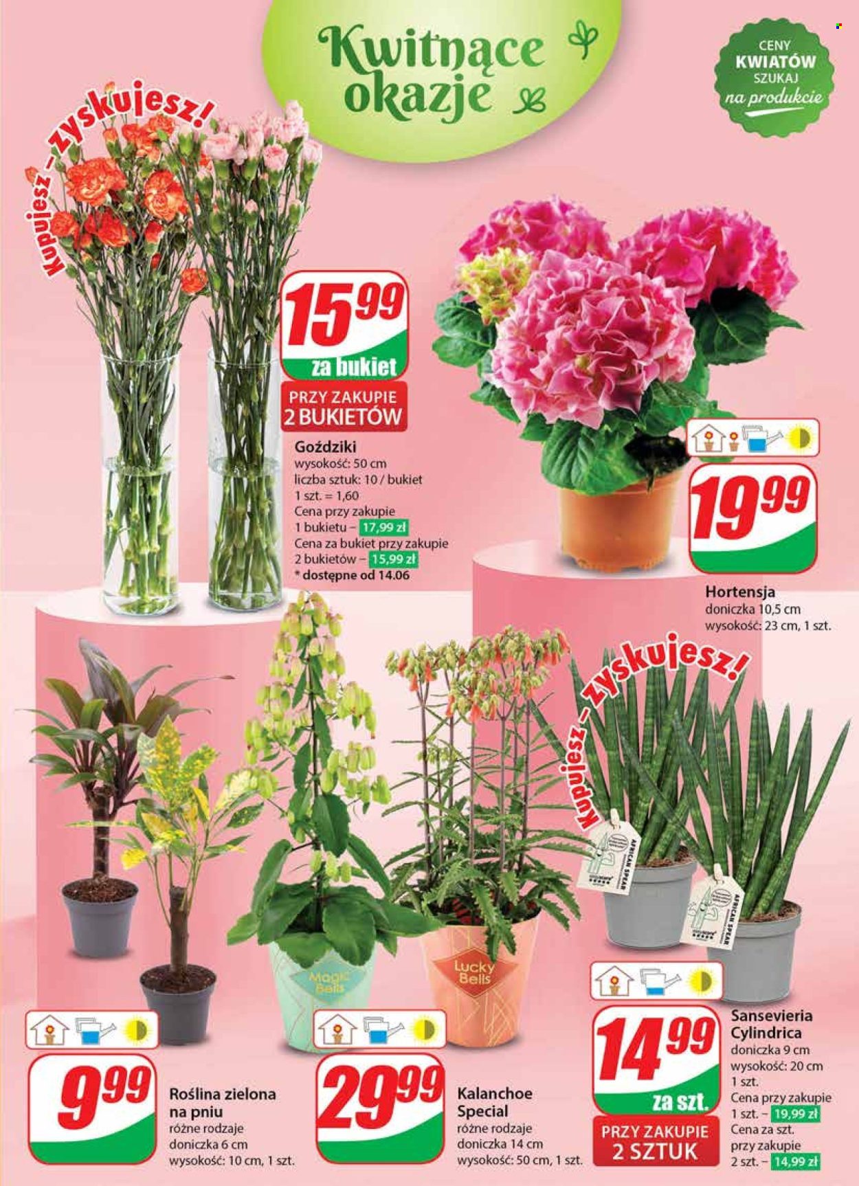 Gazetka Dino - 12.06.2024 - 18.06.2024. Strona 51