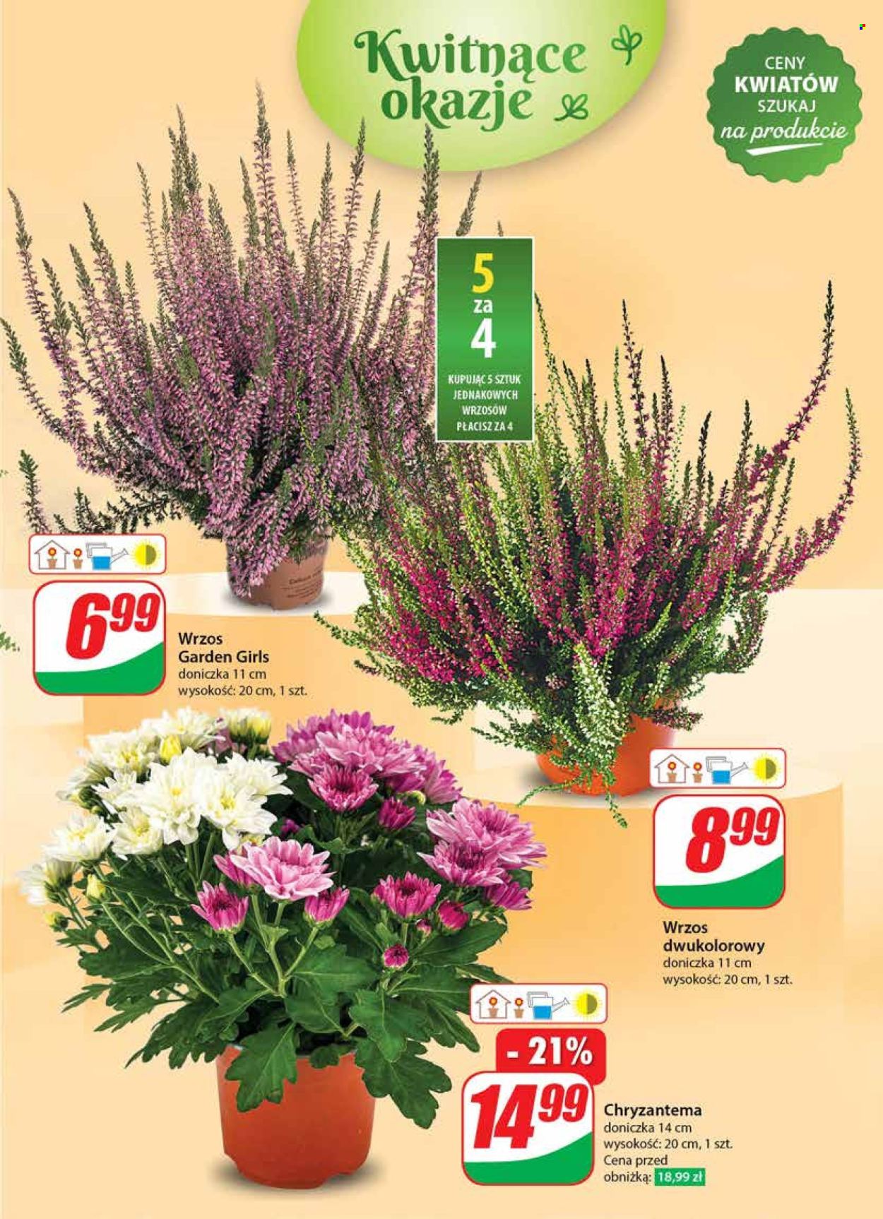 Gazetka Dino - 28.08.2024 - 3.09.2024. Strona 51