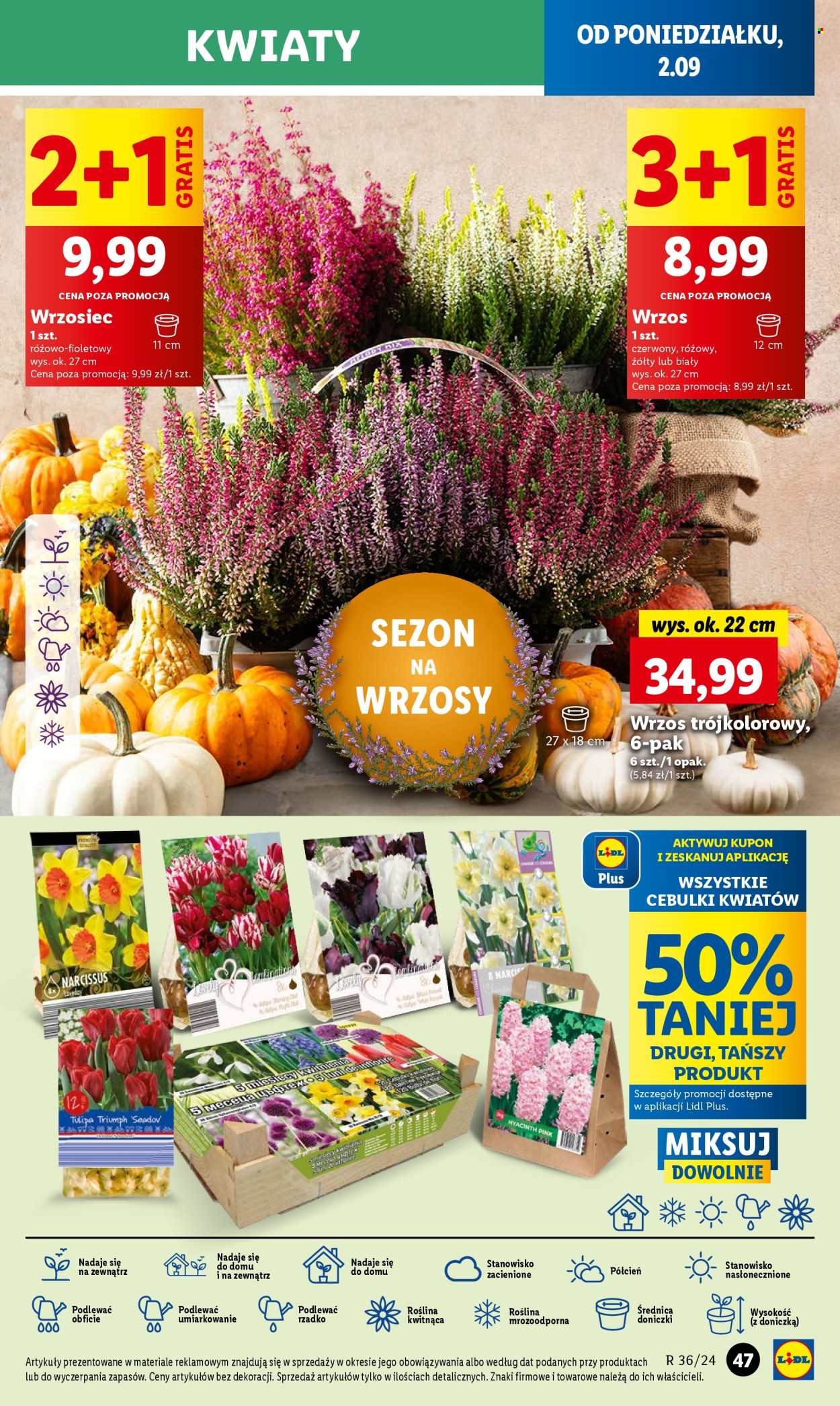 Gazetka Lidl - 2.09.2024 - 4.09.2024. Strona 55