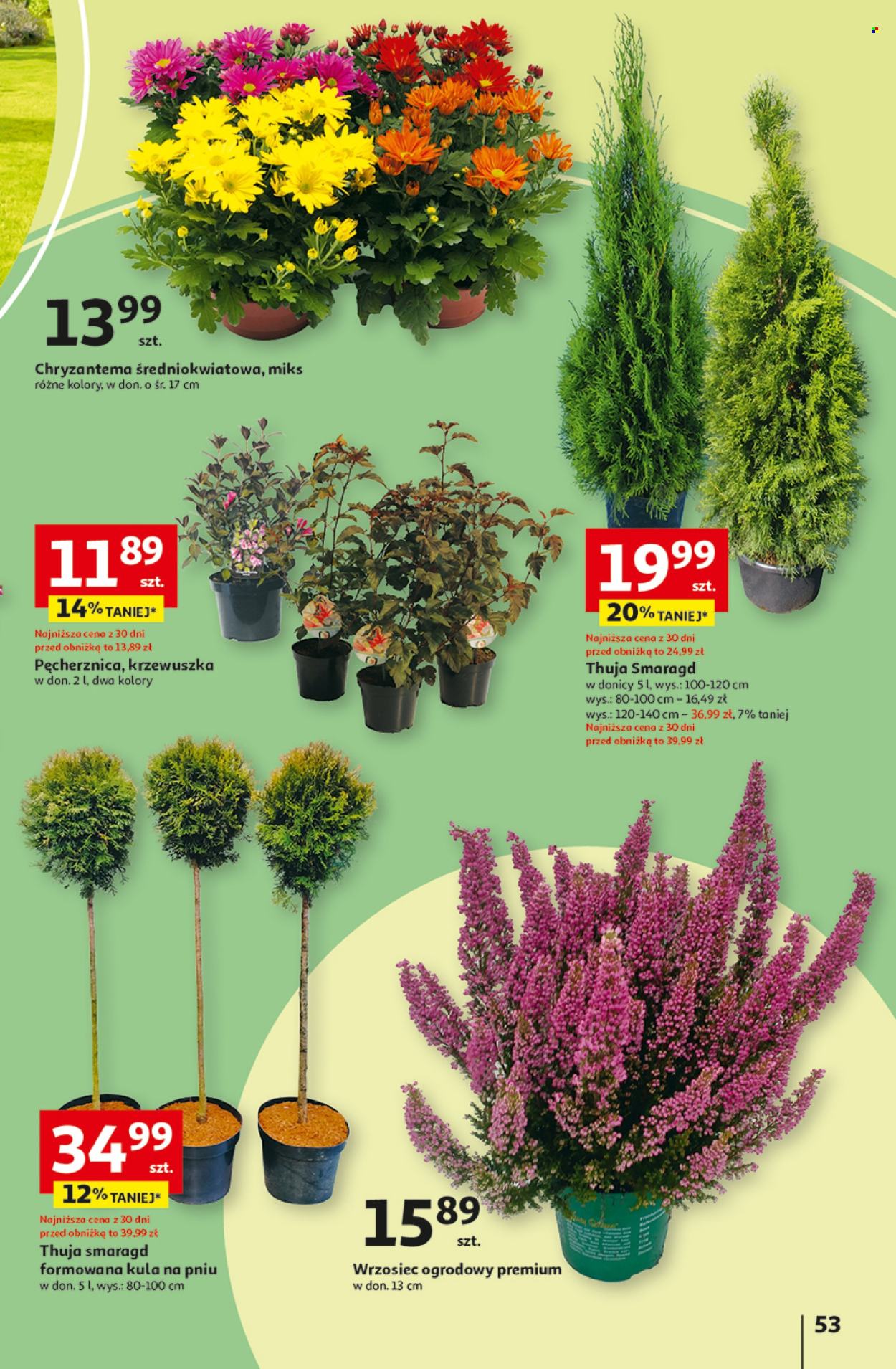 Gazetka Auchan - 5.09.2024 - 11.09.2024. Strona 61