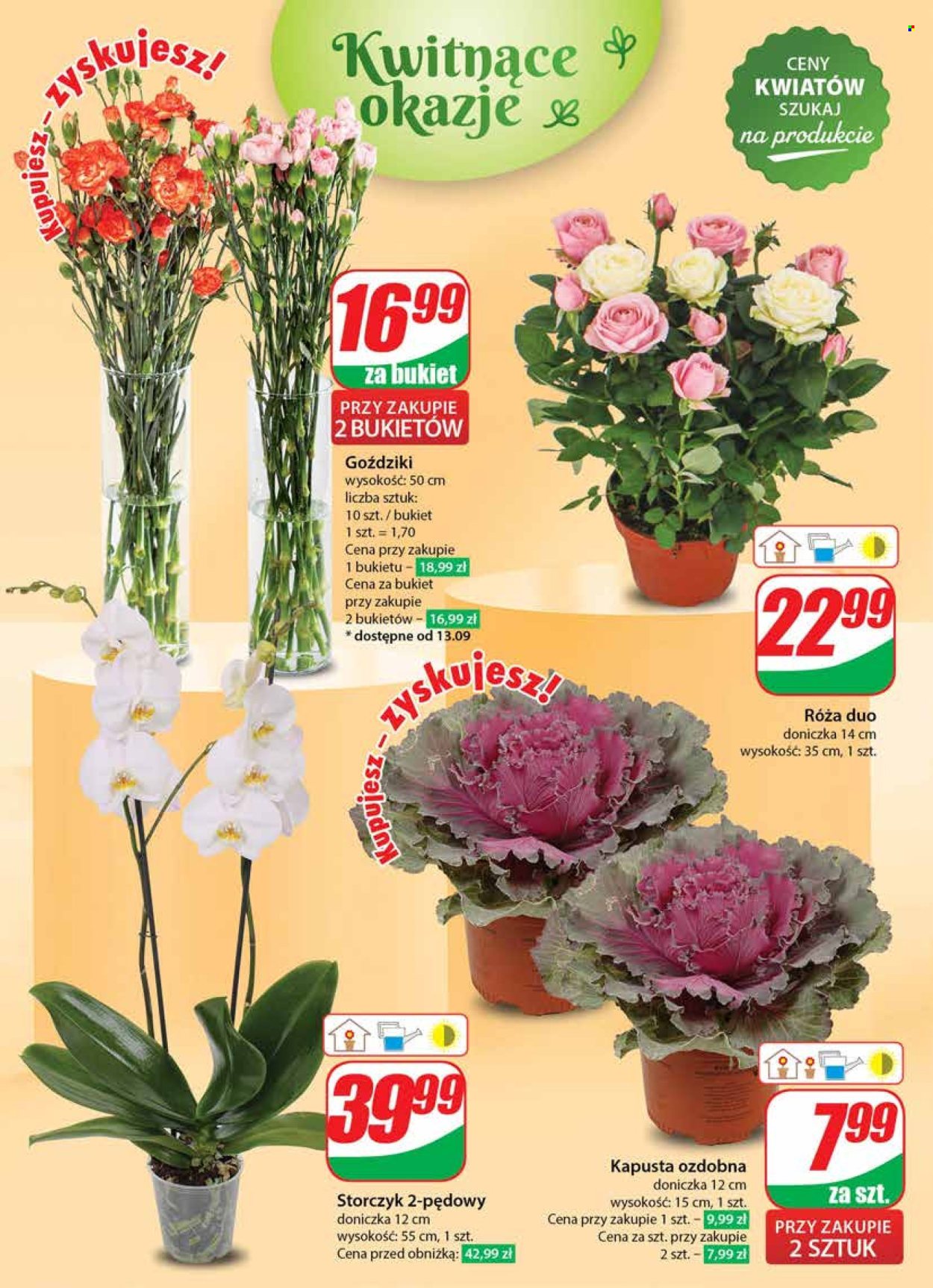 Gazetka Dino - 11.09.2024 - 17.09.2024. Strona 50