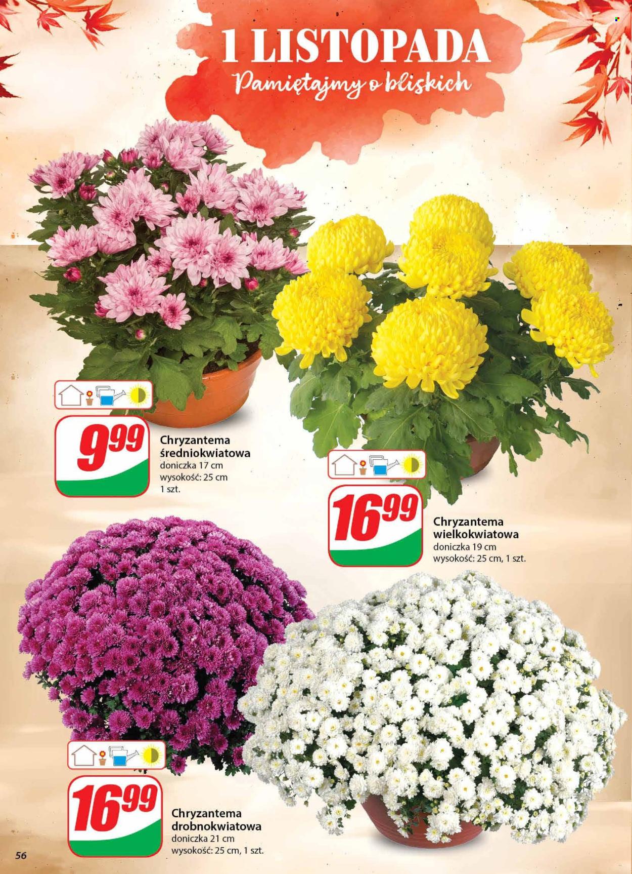 Gazetka Dino - 23.10.2024 - 29.10.2024. Strona 56